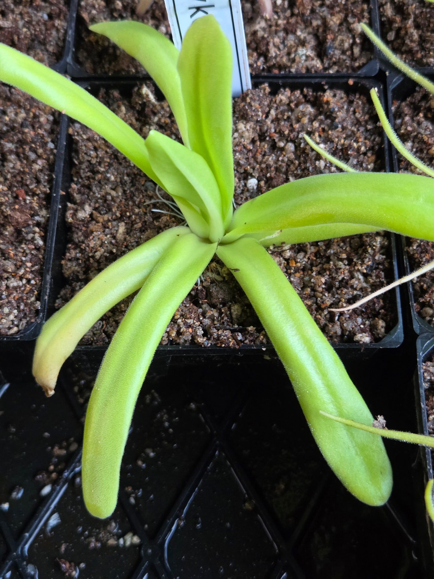 Pinguicula 'Hawkesbury' (Large)