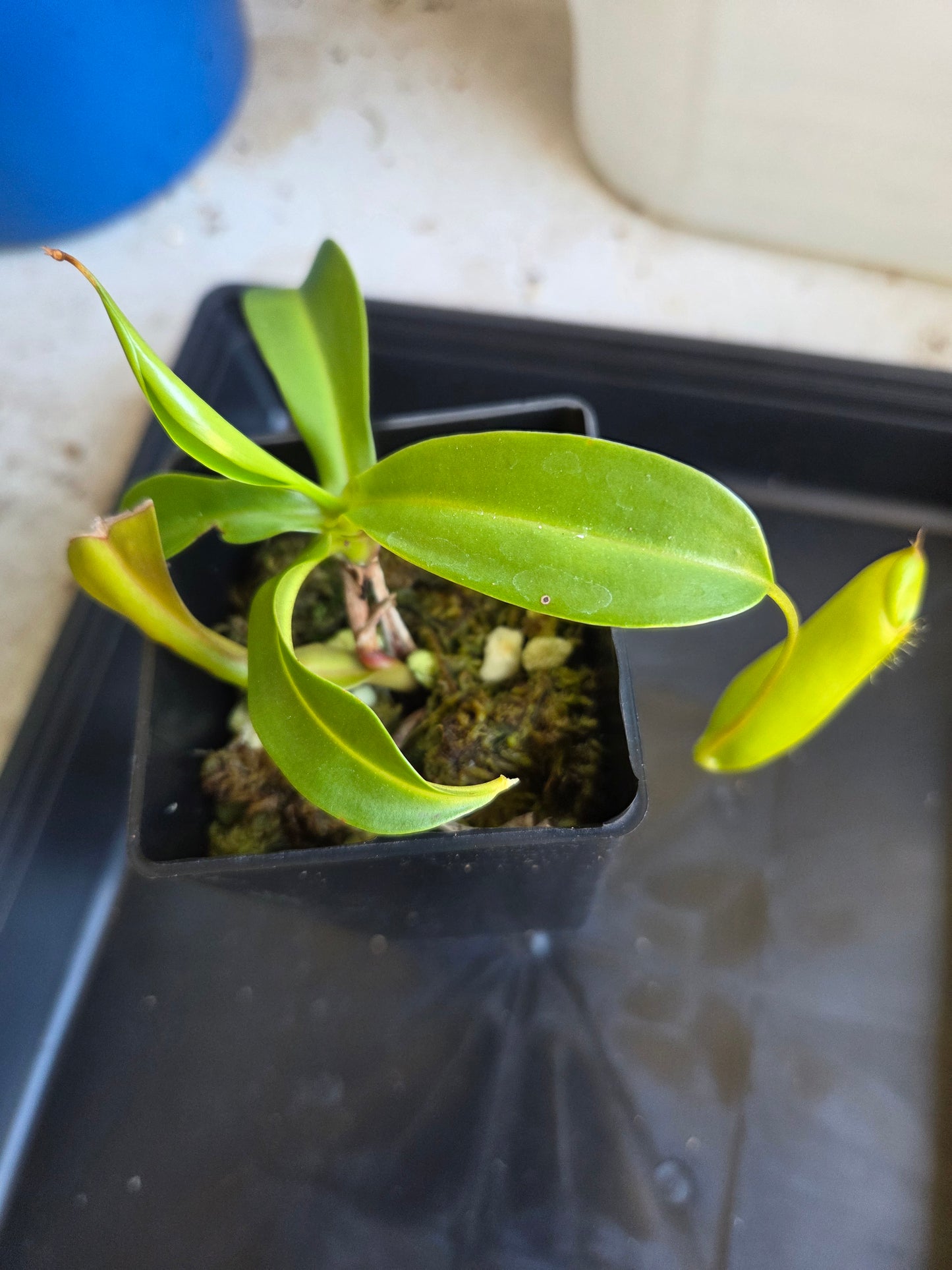 Nepenthes 'Ventrata'