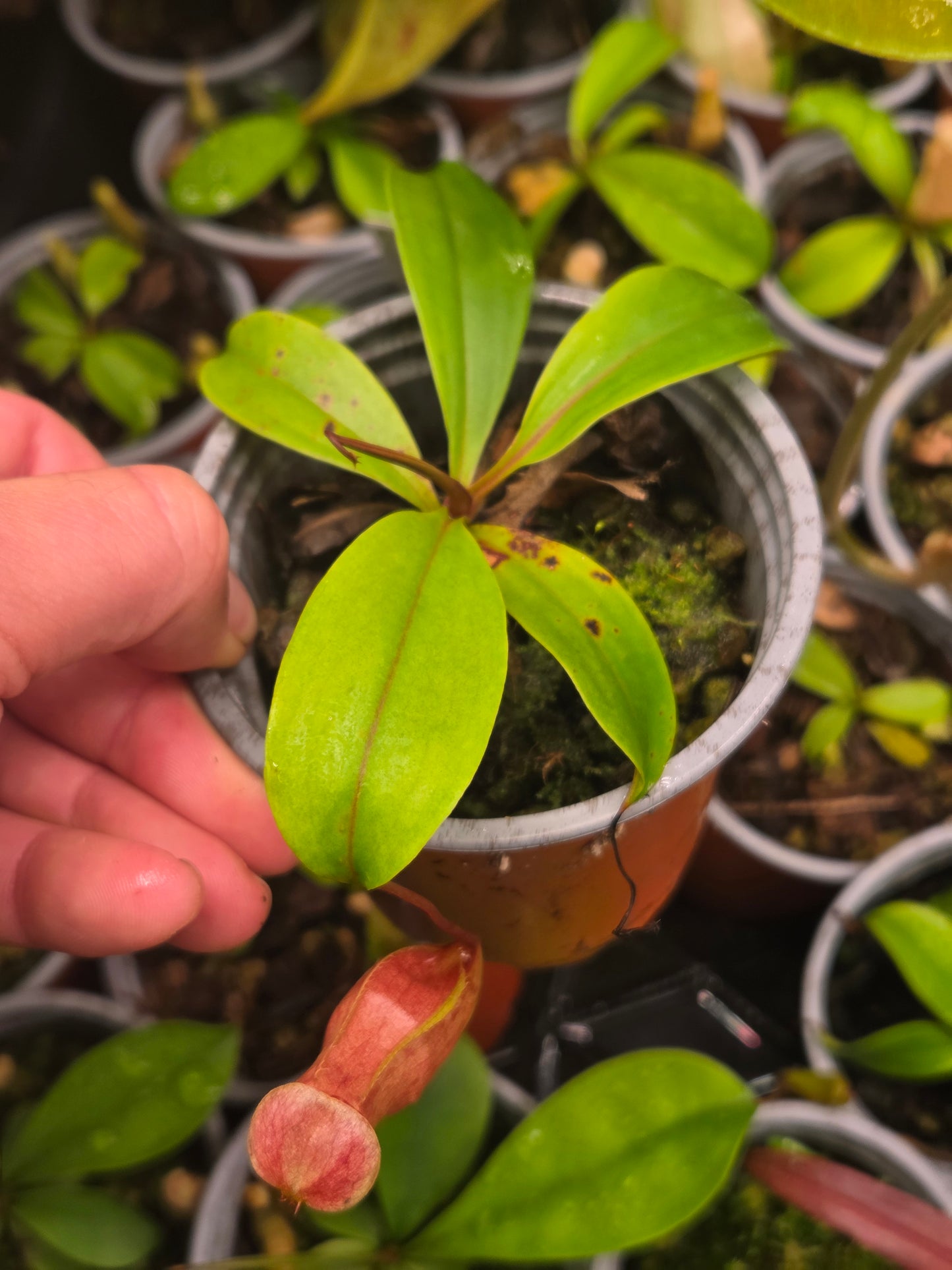 Nepenthes eustachya