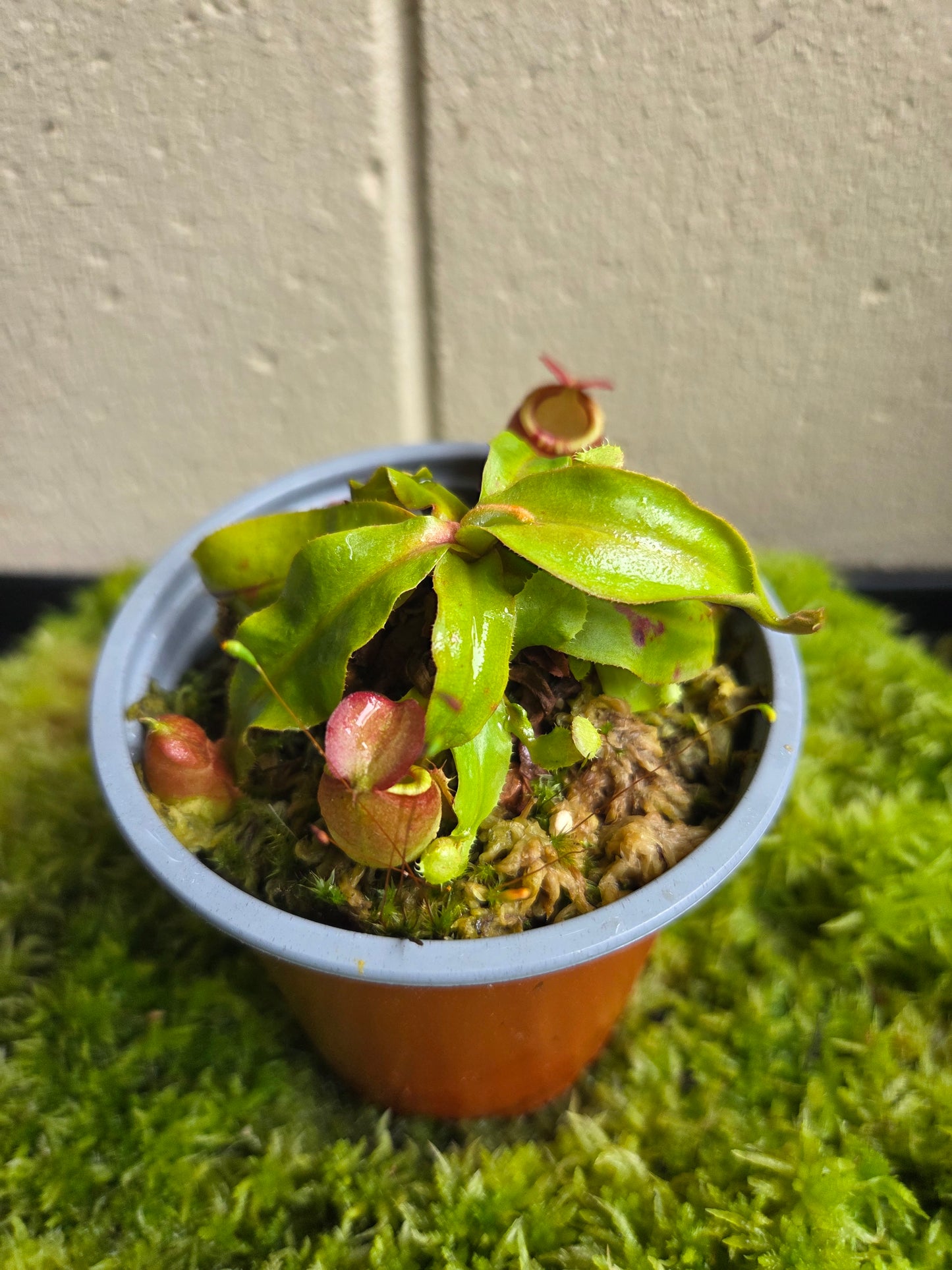 Nepenthes (viking x ampullaria) x (winged mirabilis x ampullaria)