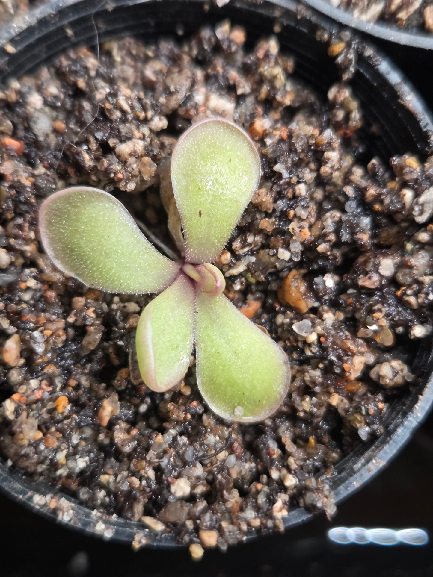 Pinguicula rectifolia (Small)