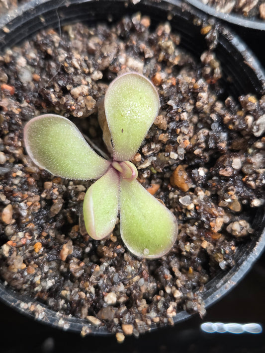 Pinguicula rectifolia (Small)