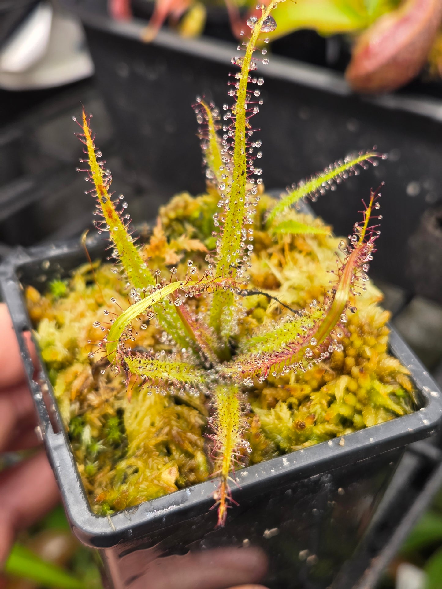Drosera regia