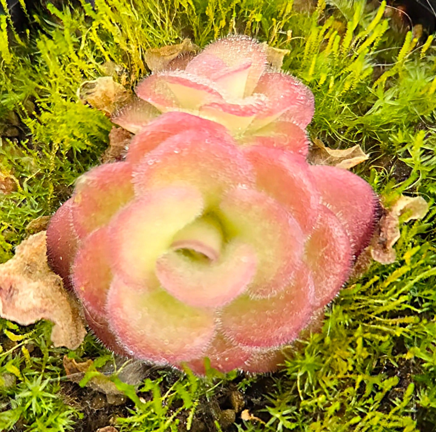 Pinguicula emarginata x gypsicola