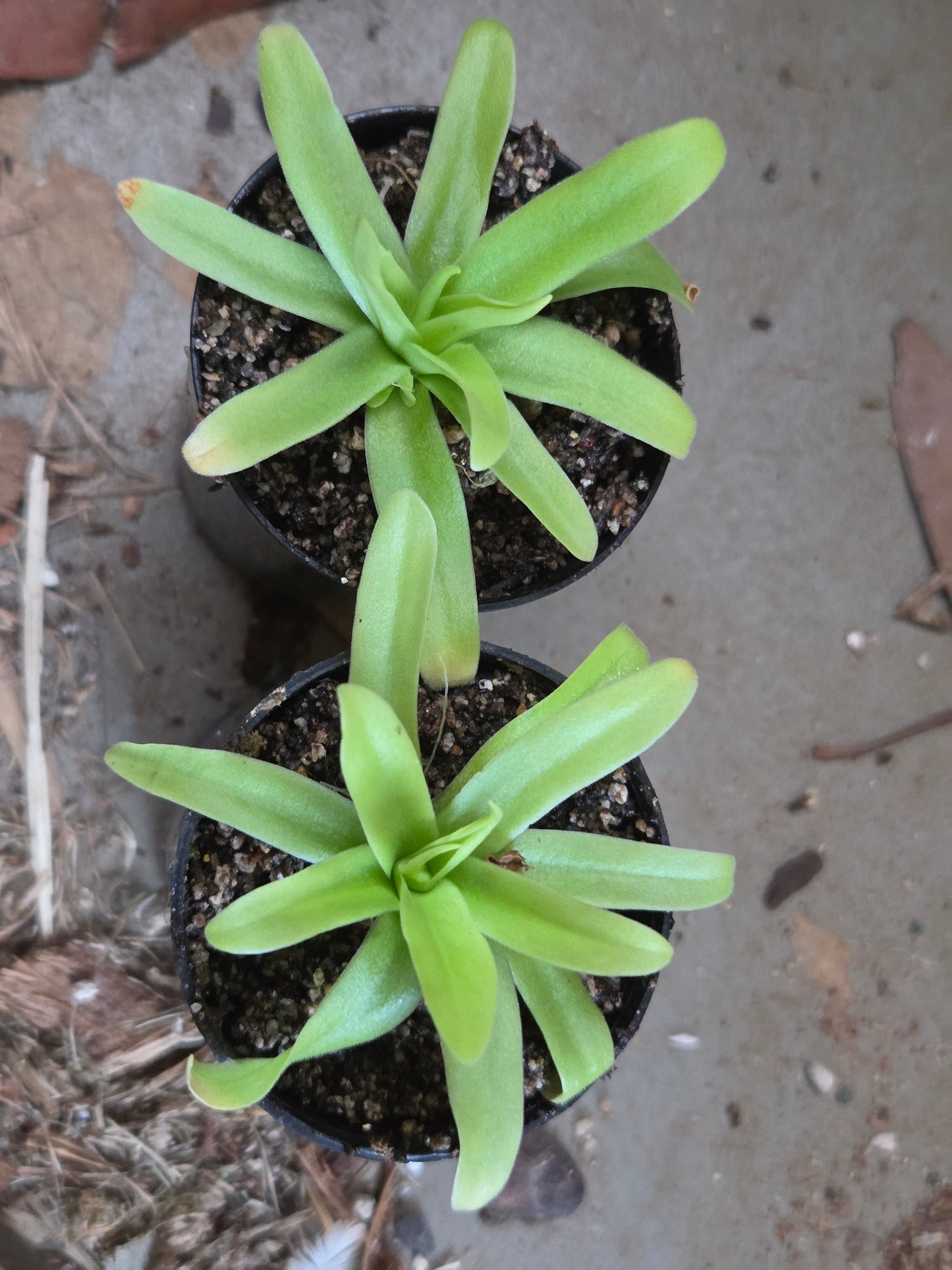 Pinguicula 'Hawkesbury' (Medium)