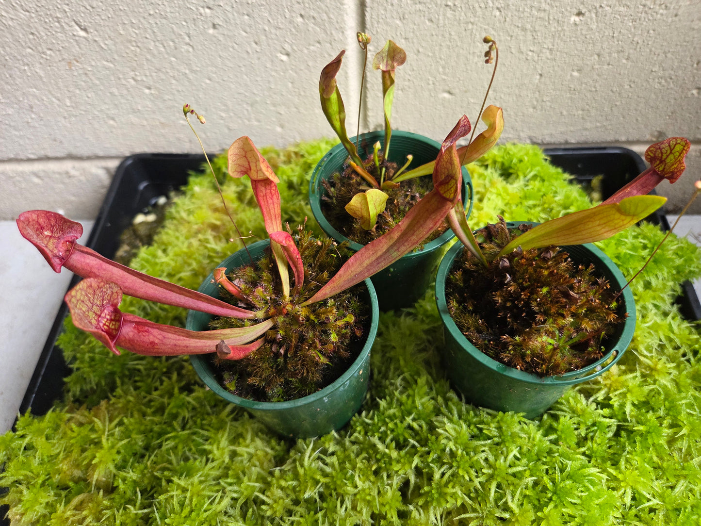 Sarracenia purpurea hybrid