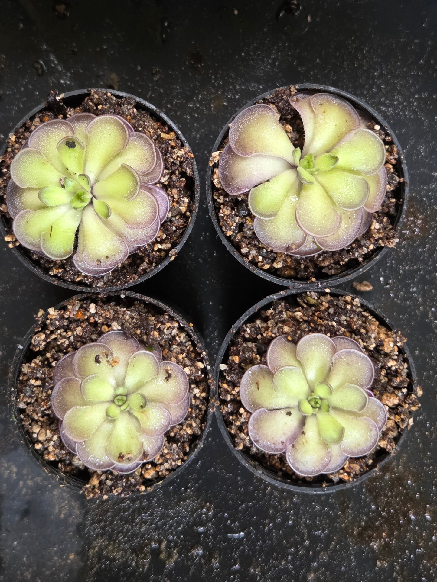 Pinguicula cyclosecta (Large)