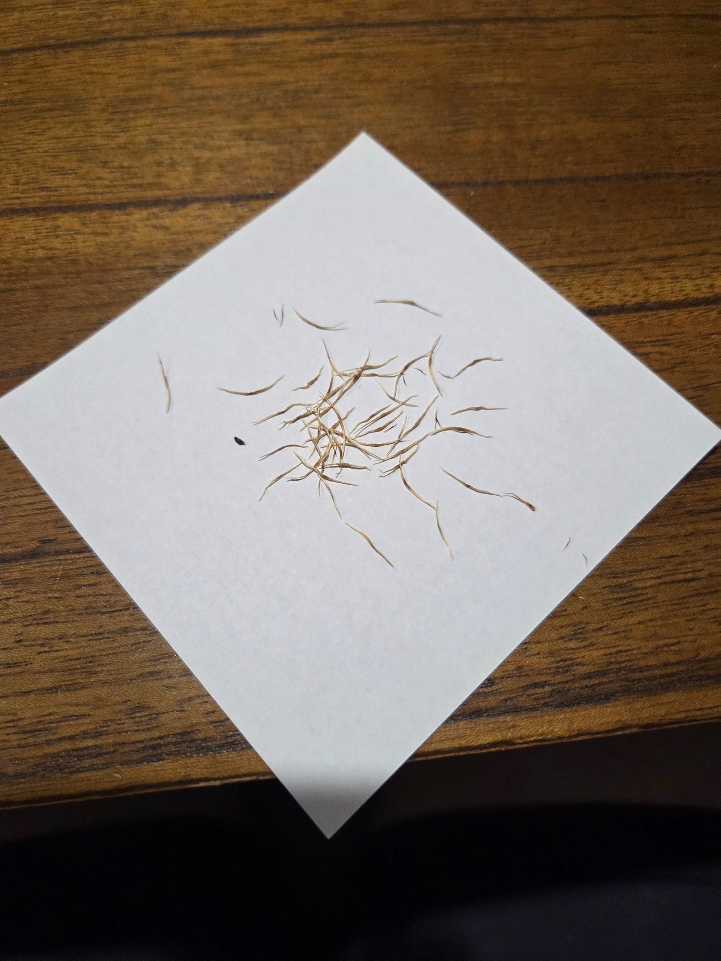 Nepenthes (bicalcarata x mira) x [(Rokko x veitchii) x boschiana]