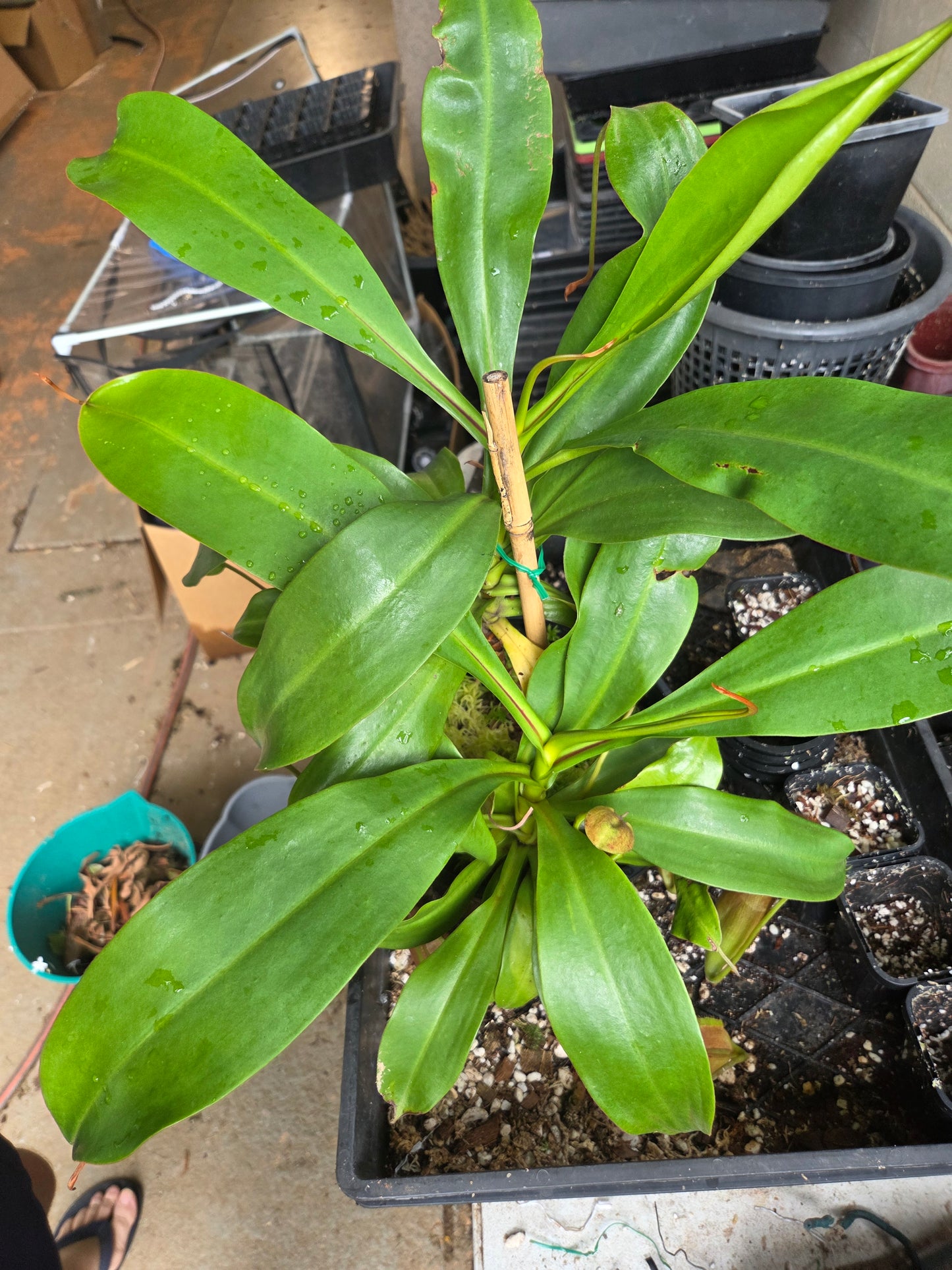 Nepenthes adrianii x sumatrana