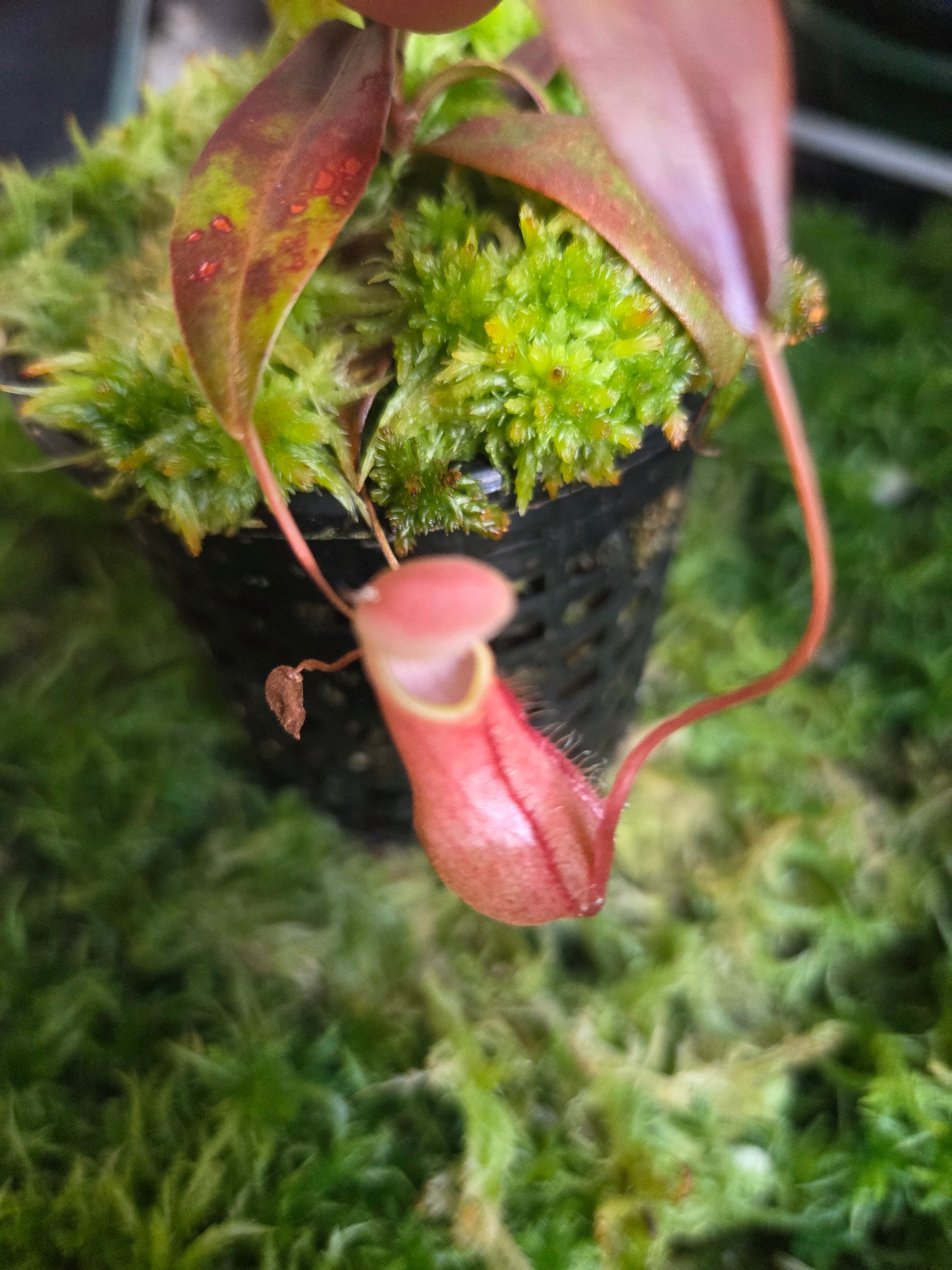 Nepenthes bellii