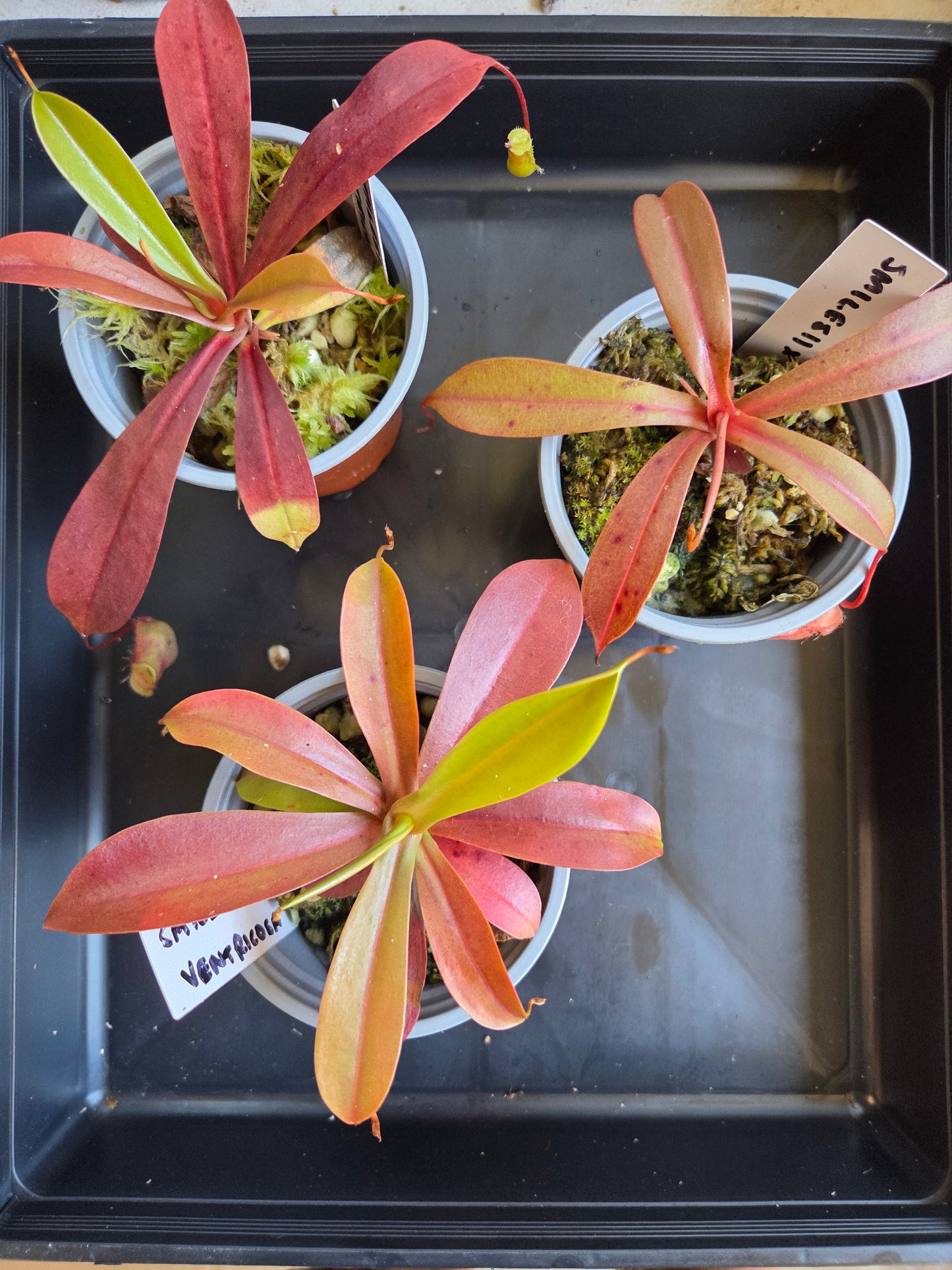 Nepenthes smilesii x ventricosa
