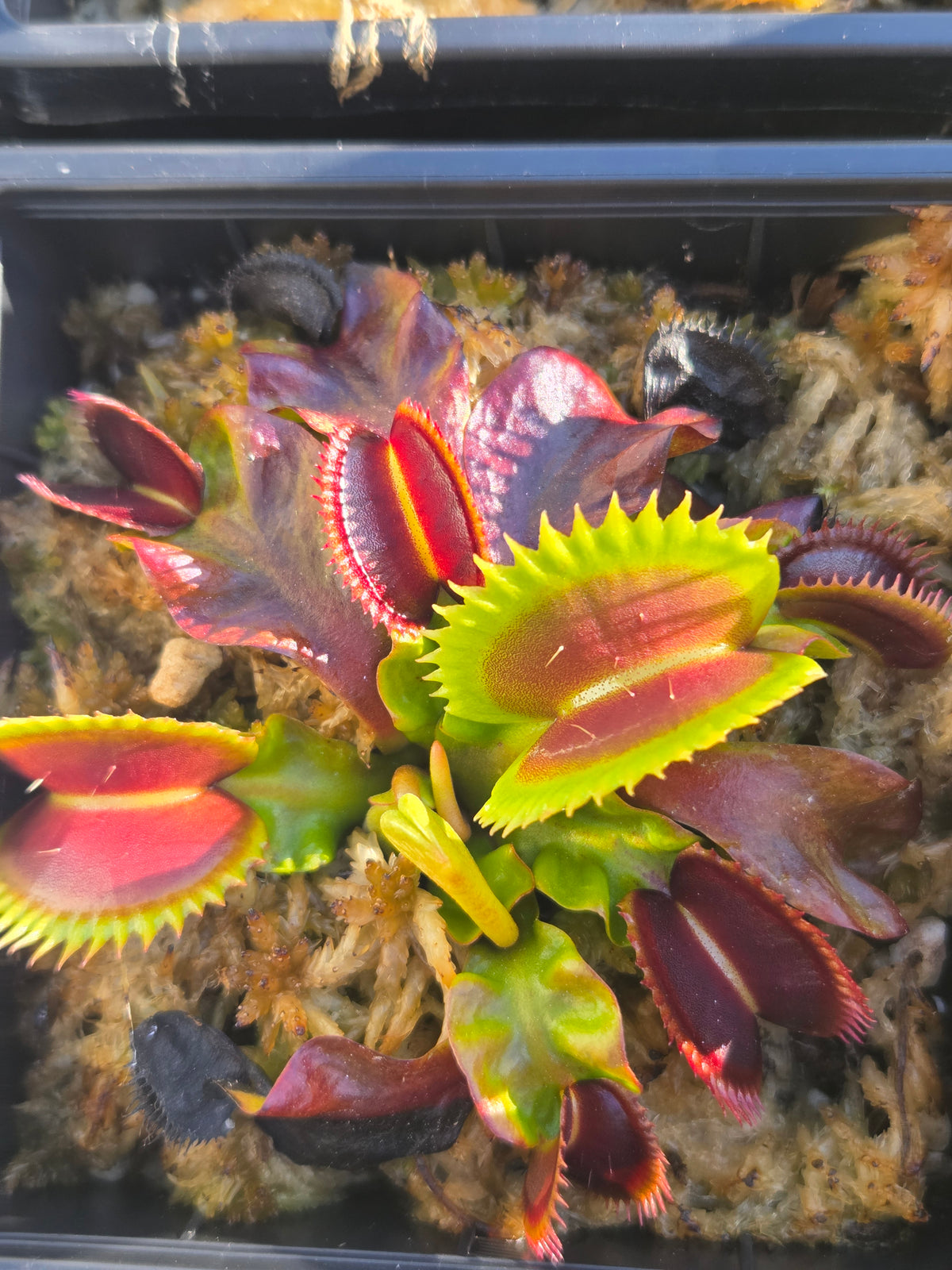Dionaea muscipula "Wine Mouth"