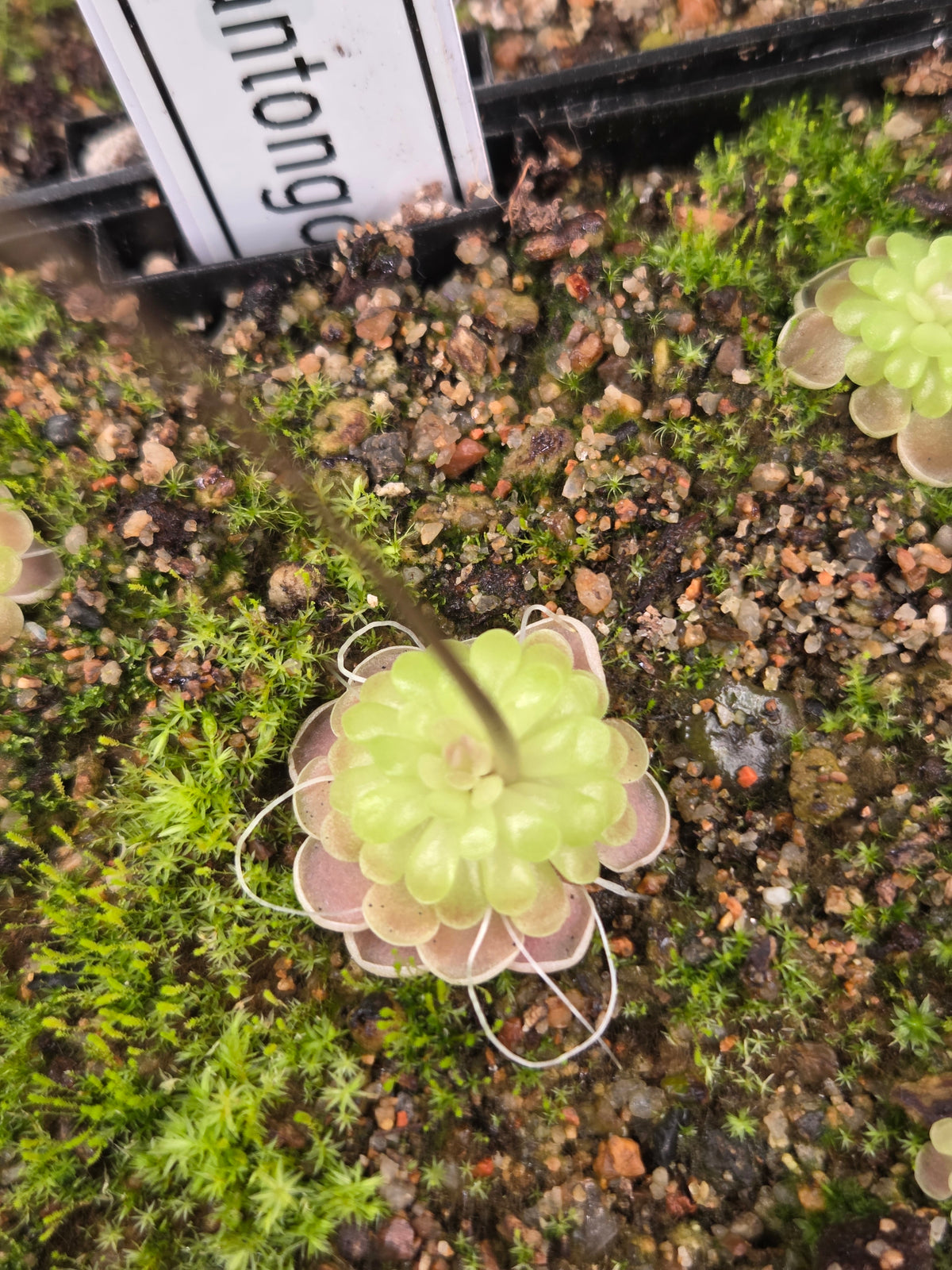 Pinguicula ehlersiae (Tolantongo) (Small)