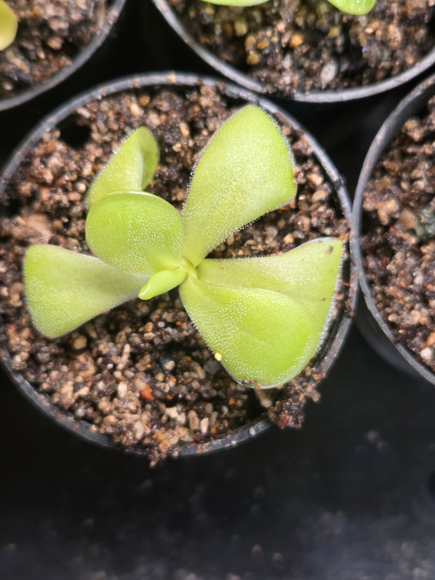 Pinguicula 'Gina' (Medium)