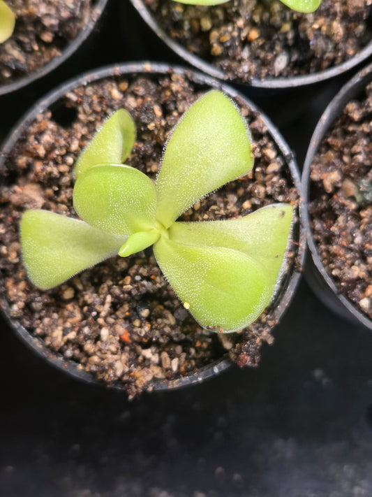 Pinguicula 'Gina' (Medium)