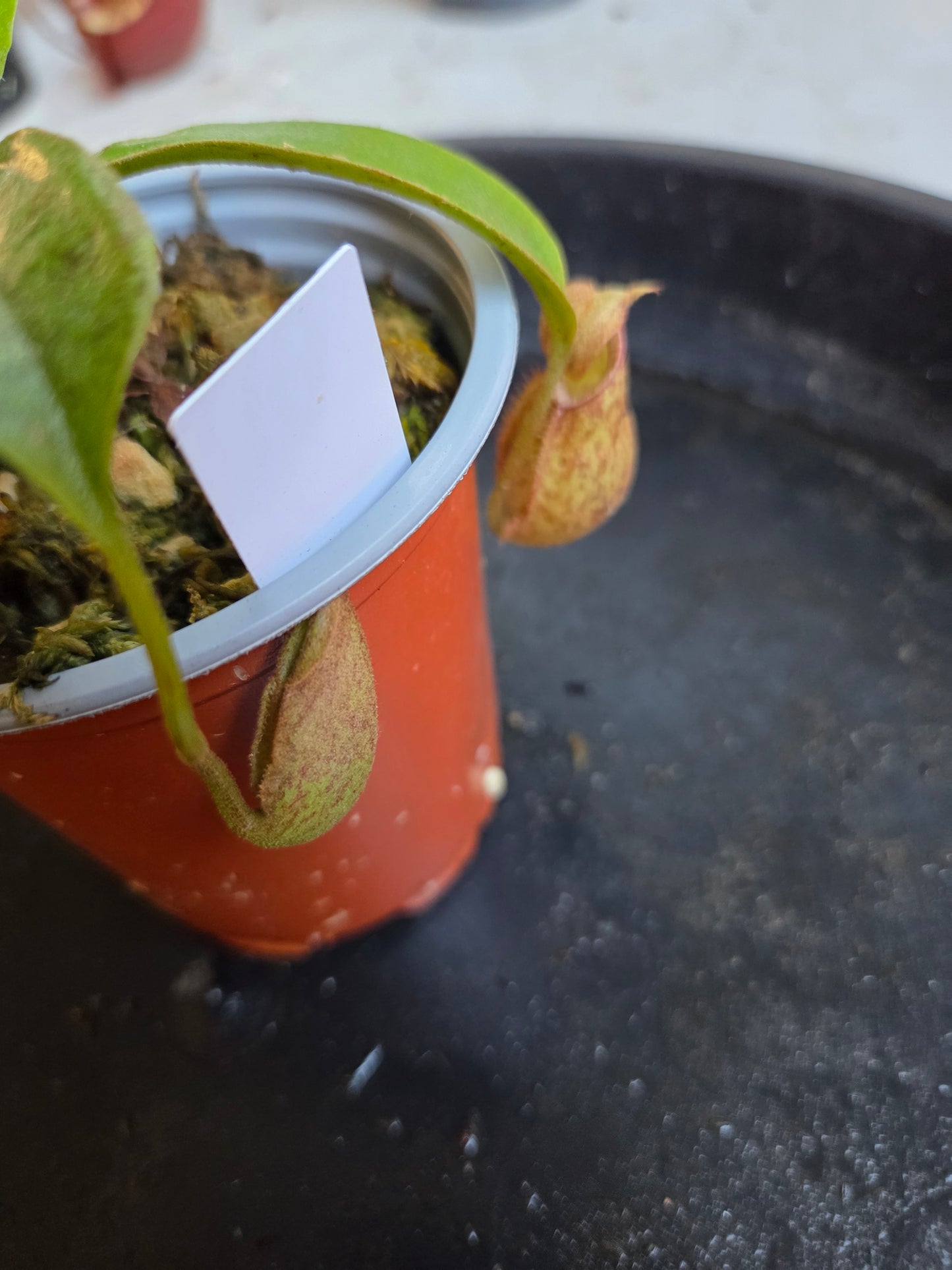 Nepenthes 'Hookeriana'
