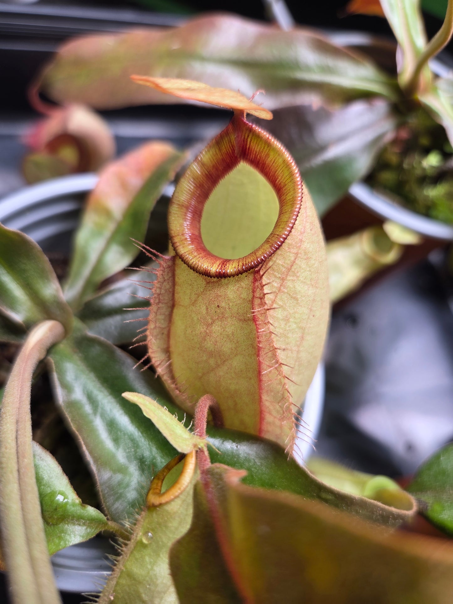 Nepenthes (viking x rafflesiana) x ampullaria