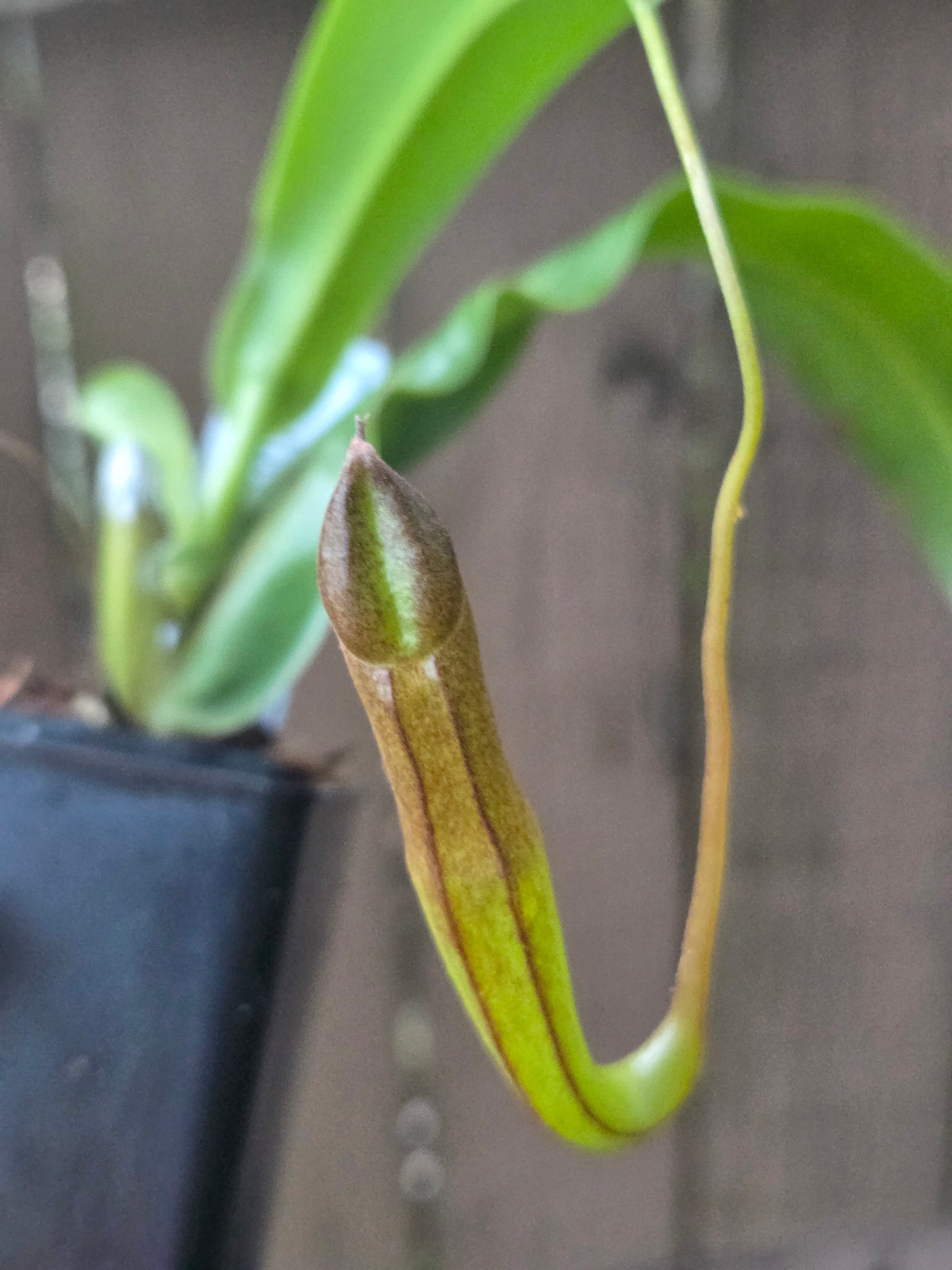 Nepenthes sanguinea 'Purple'