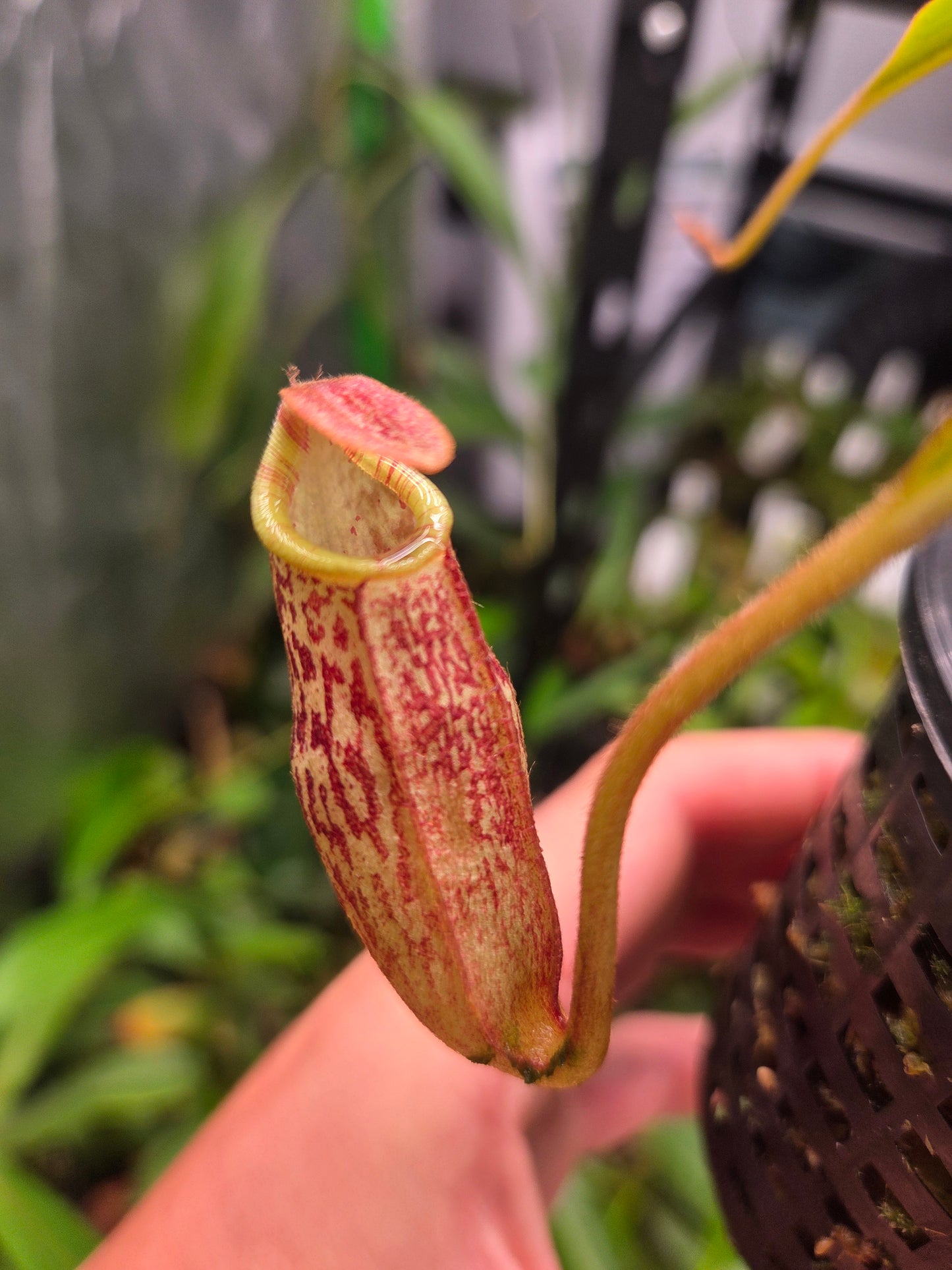 Nepenthes spectabilis x bongso BE - 3991