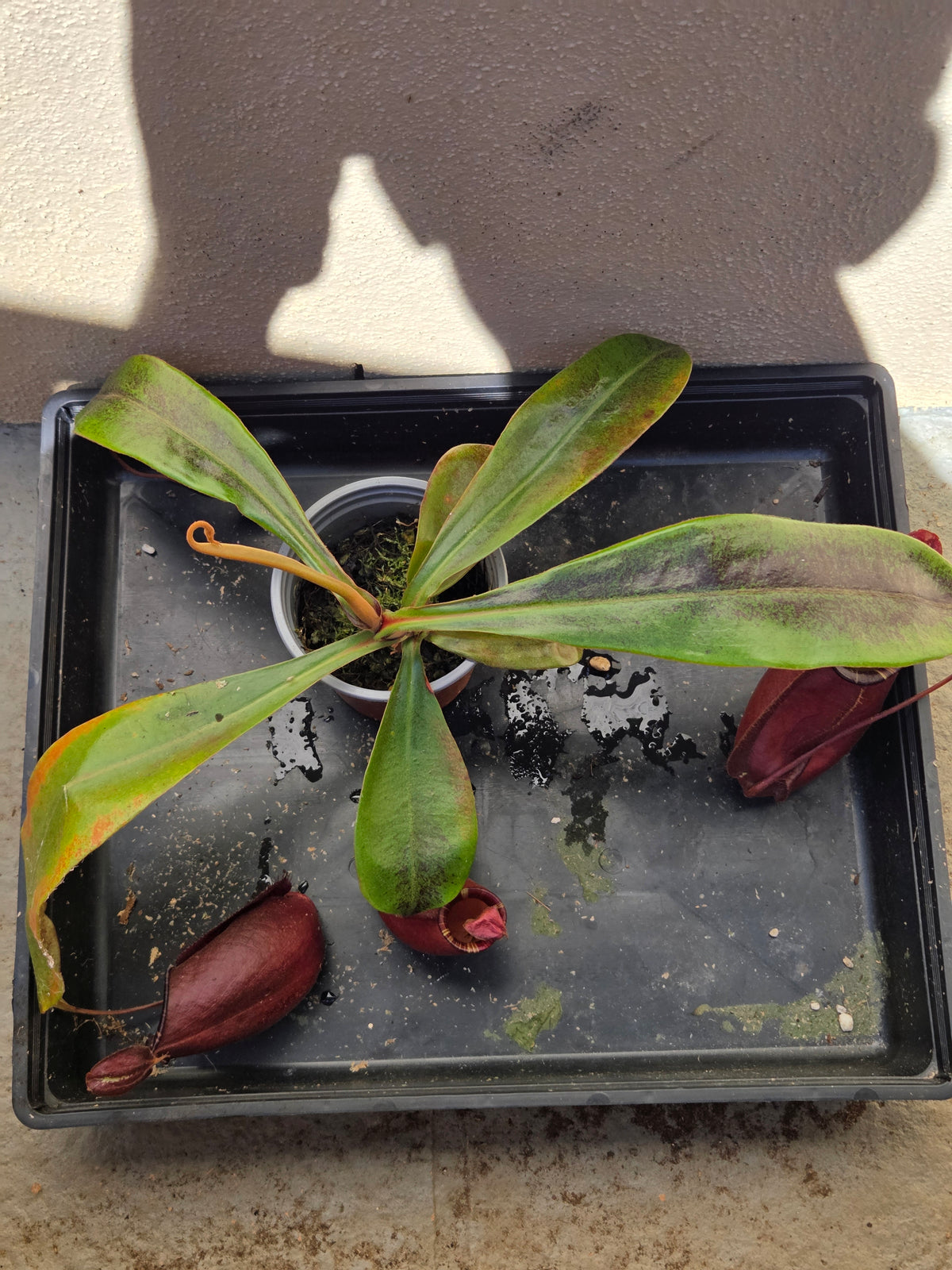 Nepenthes (viking x rafflesiana) x ampullaria (Large)