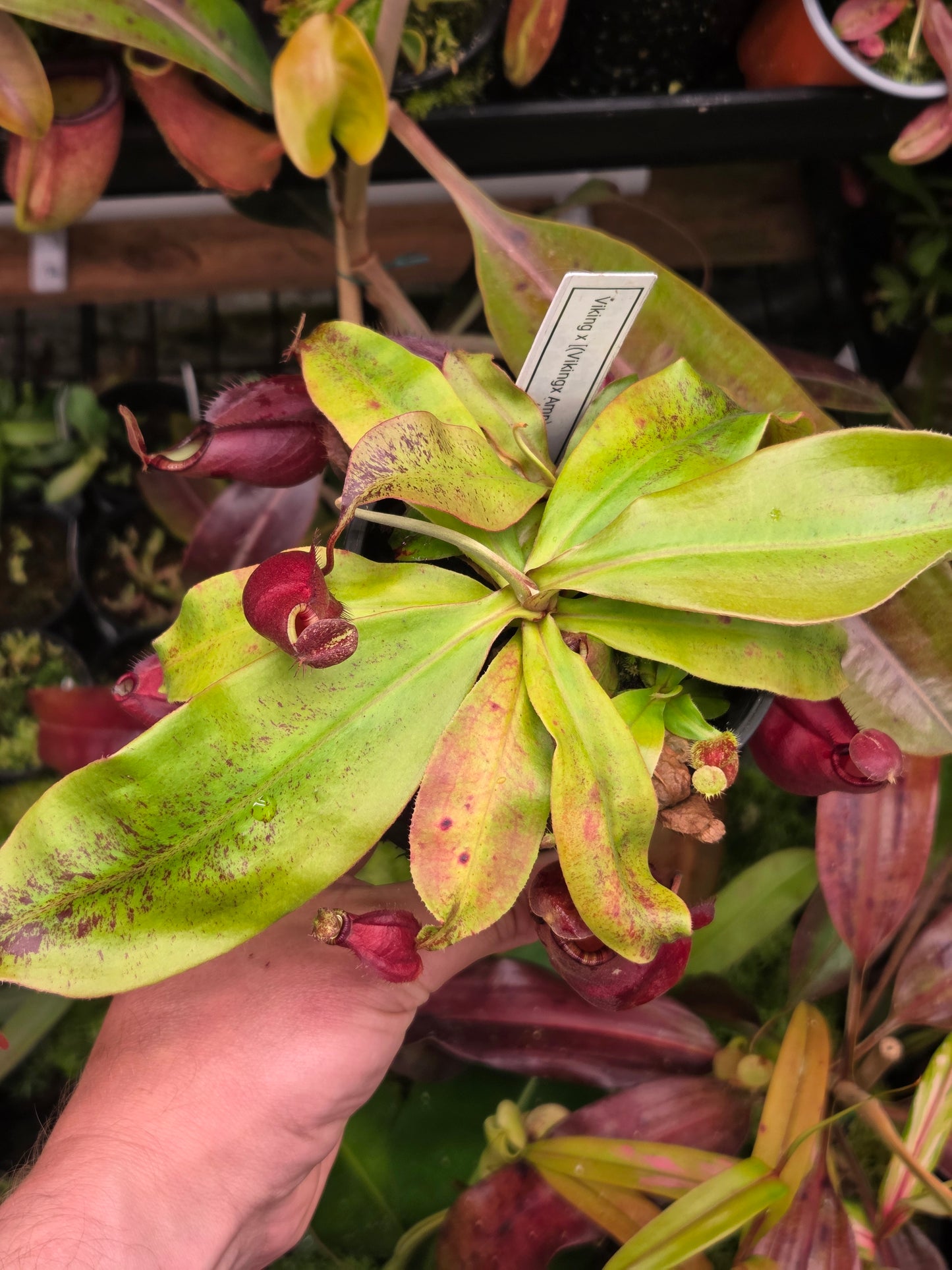 Nepenthes viking x [(viking x amp) x ampullaria 'Black Miracle'] - Medium