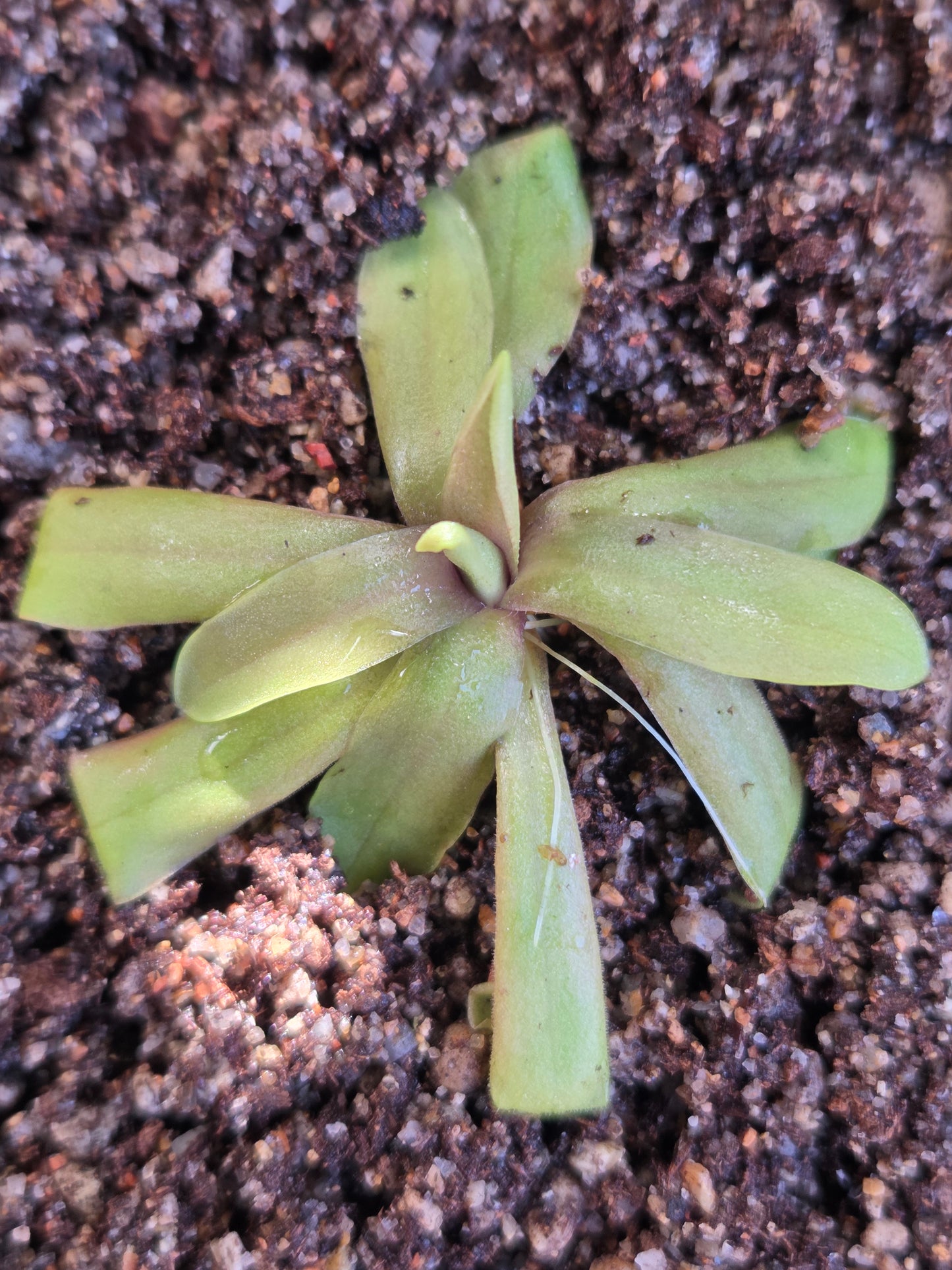 Pinguicula emarginata x moctezumae (Small)