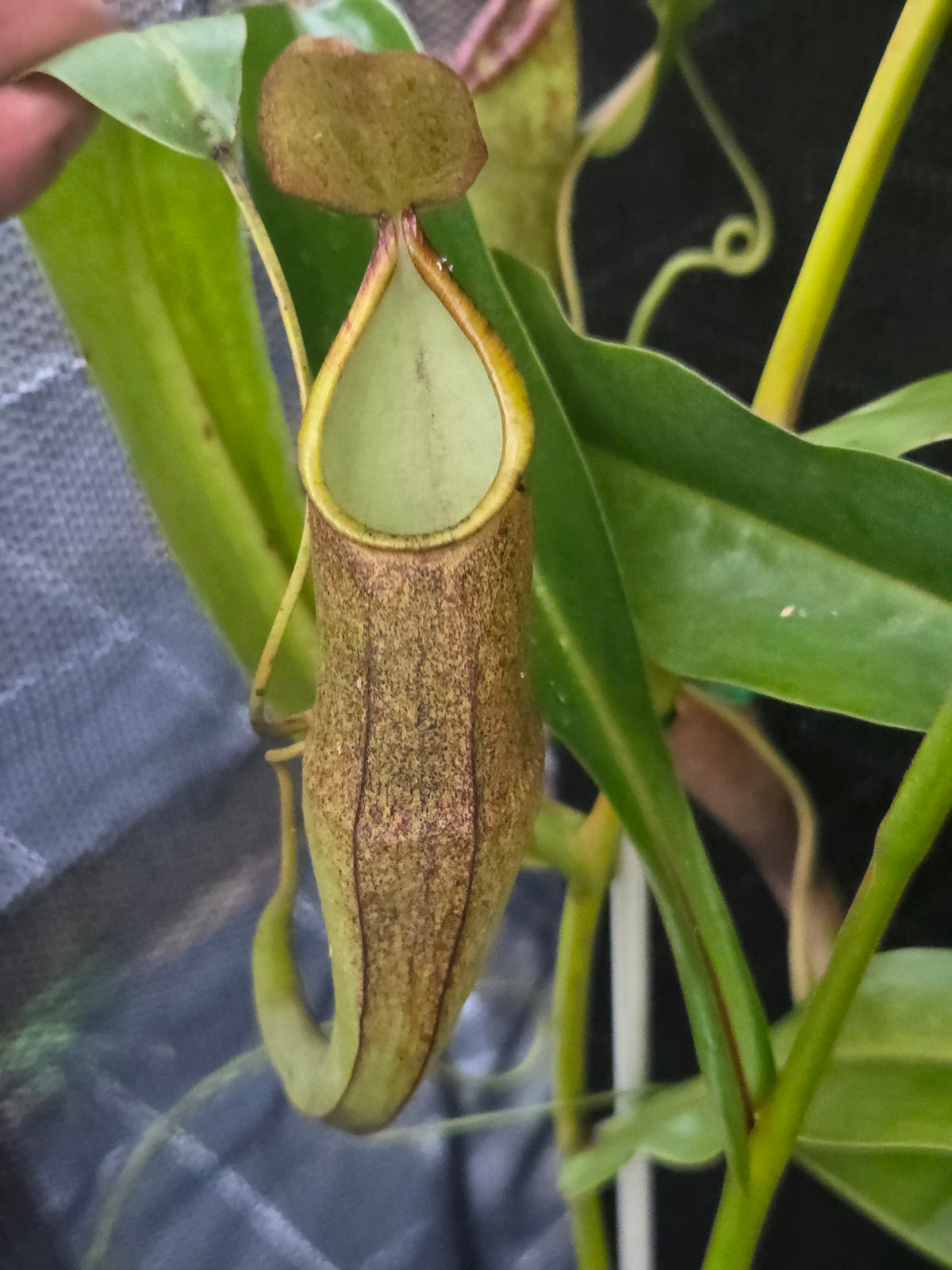 Nepenthes sanguinea 'Purple'