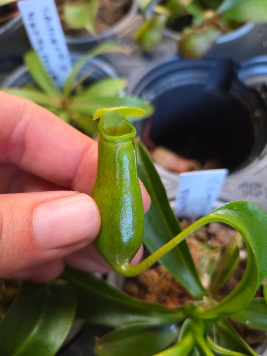 Nepenthes ventricosa