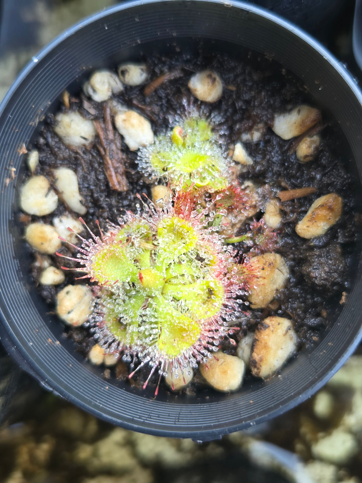 Drosera burmanni