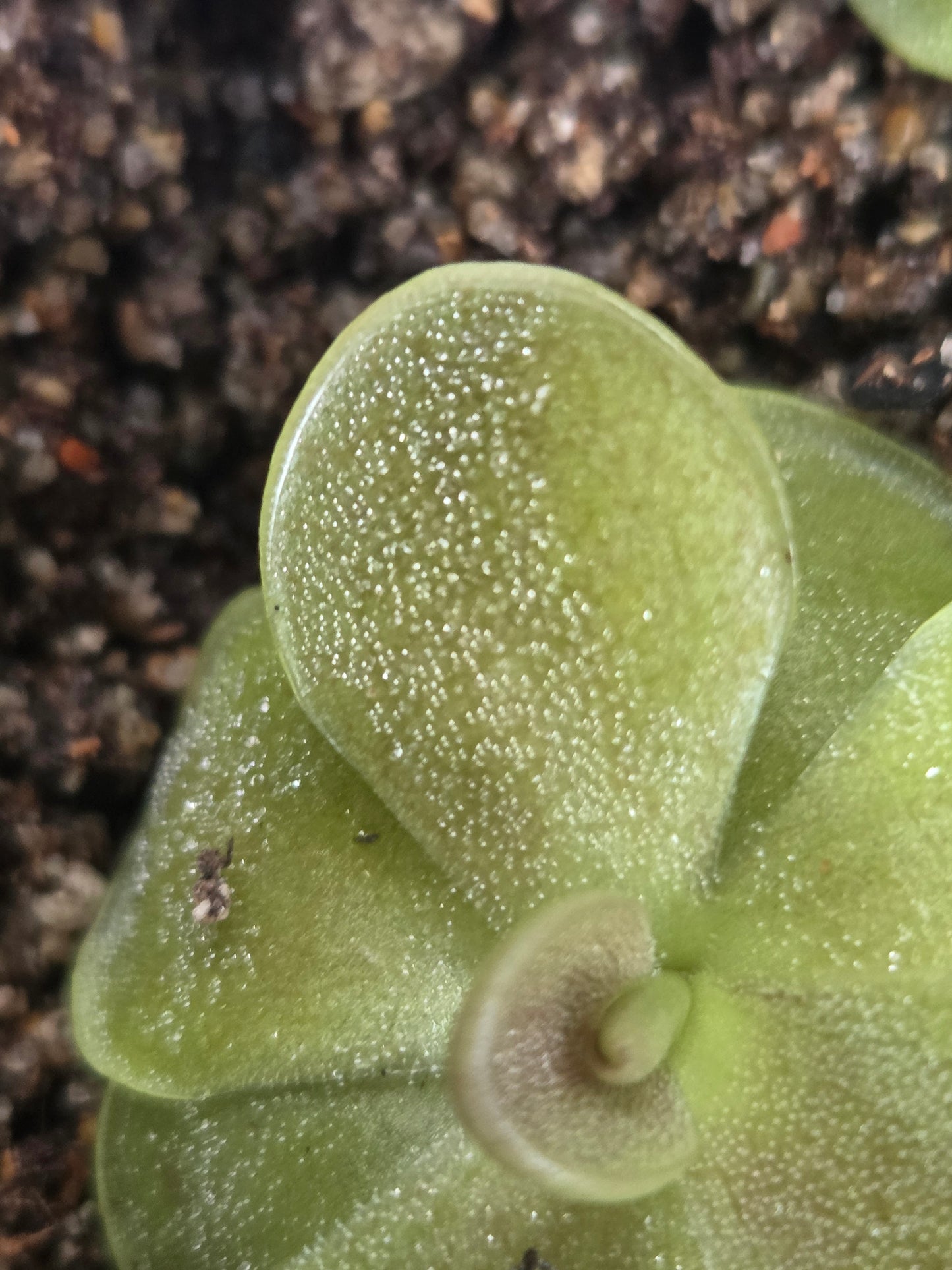 Pinguicula agnata 'Ekuma' (Small)