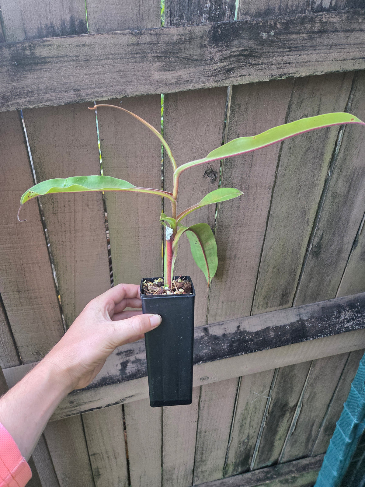Nepenthes x Tiveyi x stenophylla