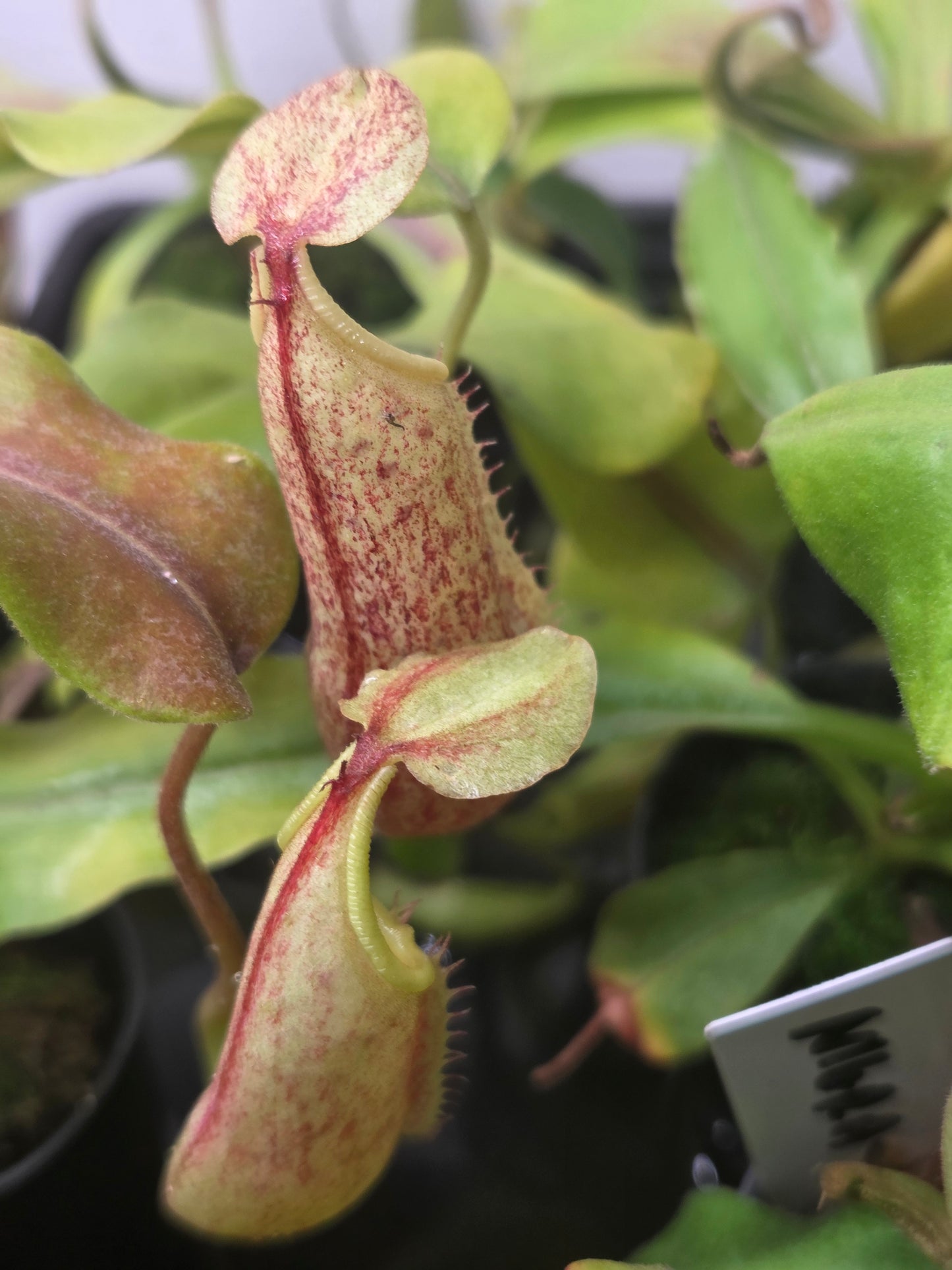 Nepenthes maxima (Red variant)