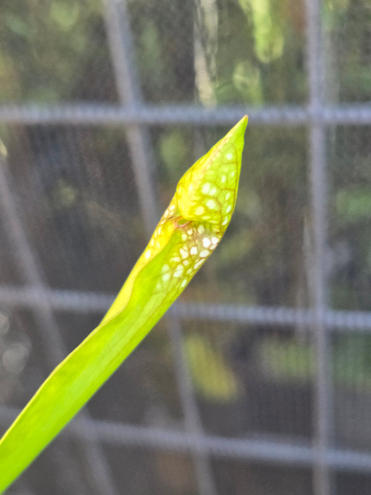 Sarracenia x Wrigleyana