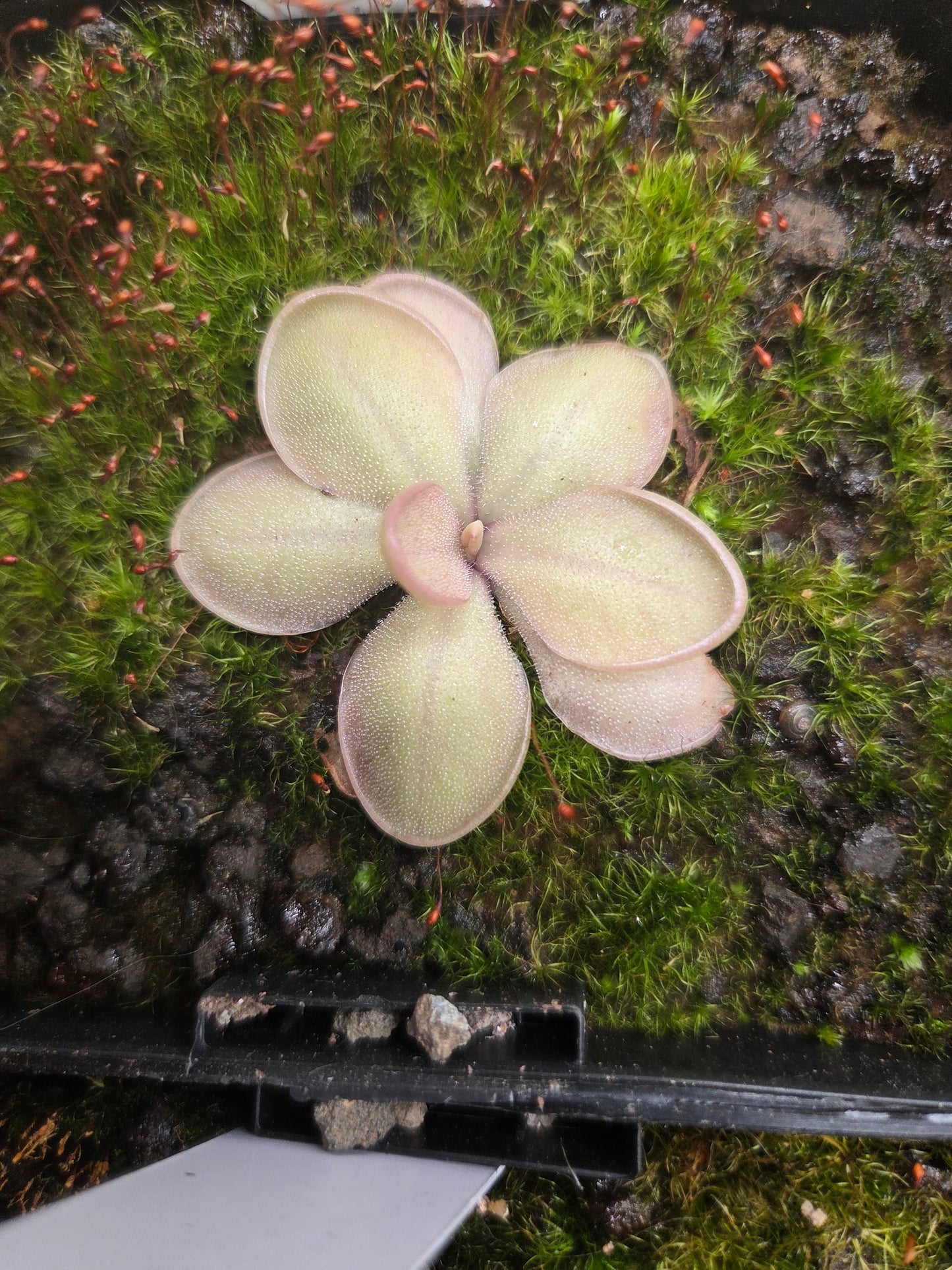 Pinguicula rectifolia