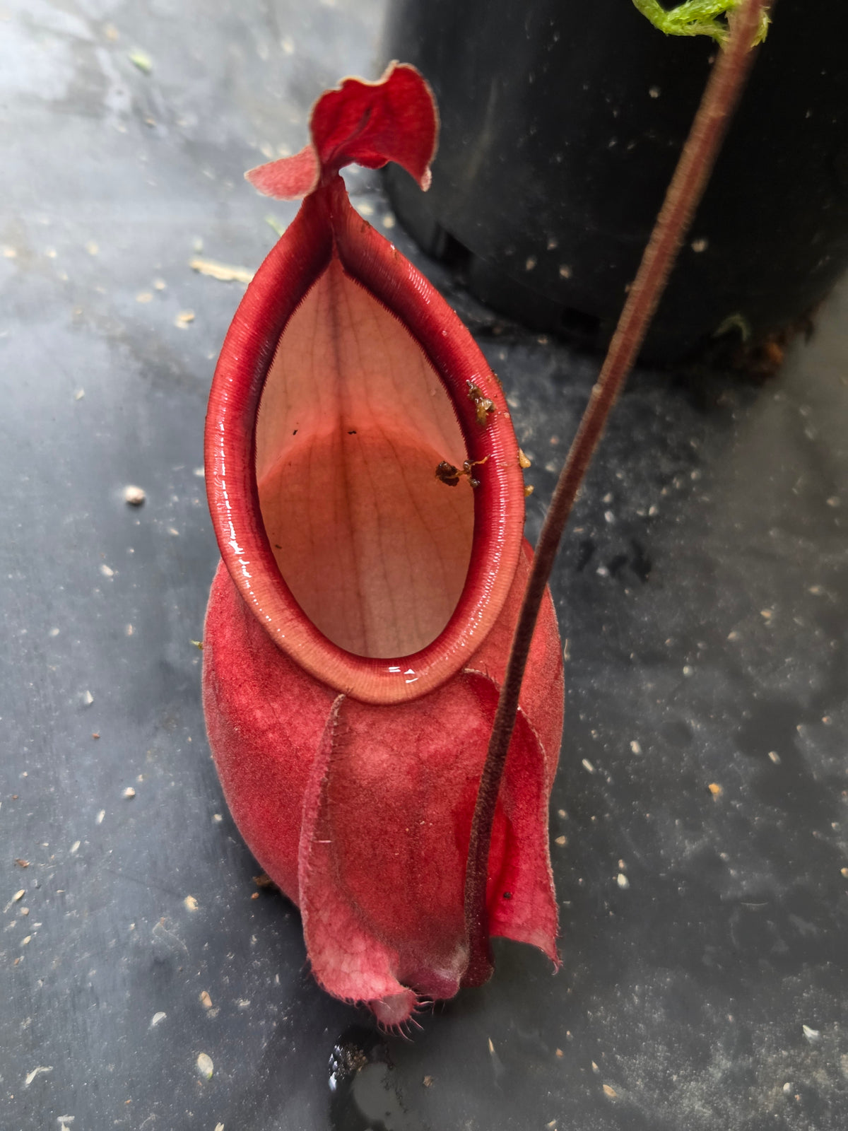 Nepenthes mirabilis var globosa "Viking"