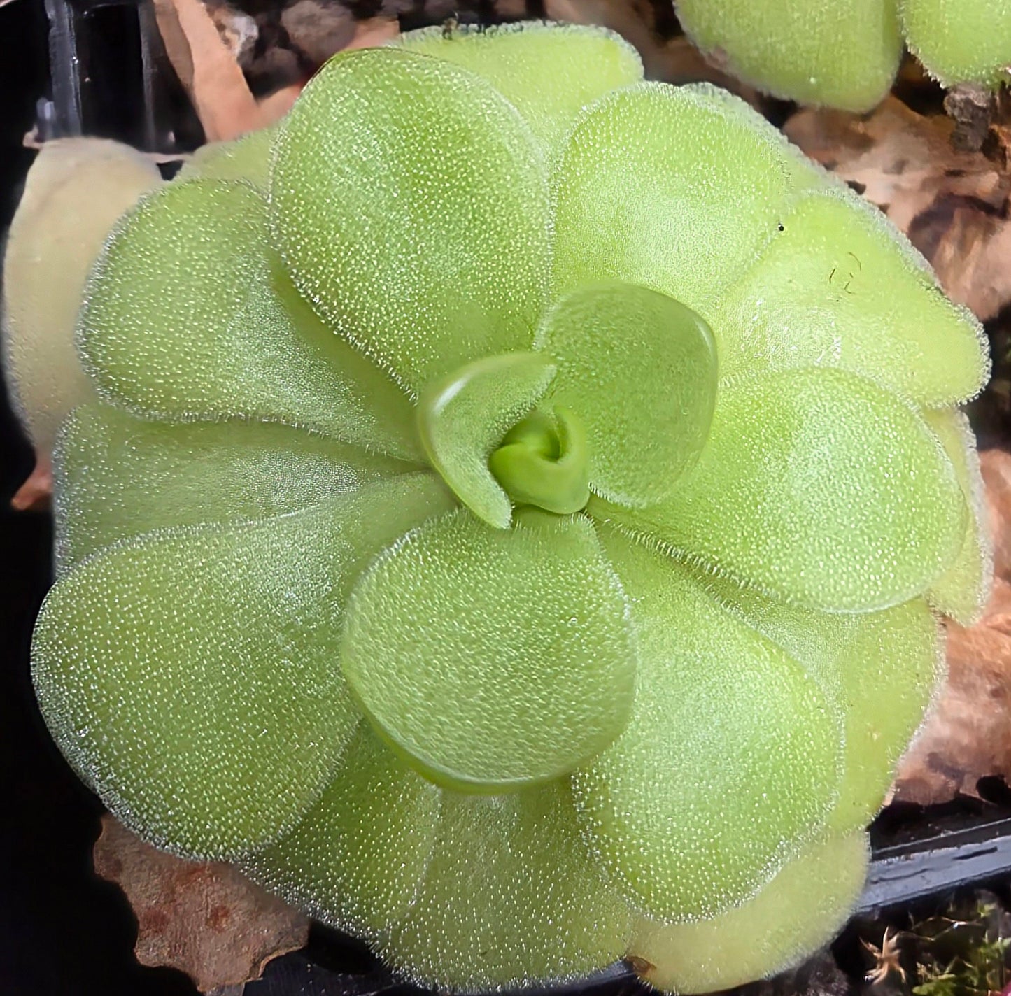 Pinguicula 'Gina'