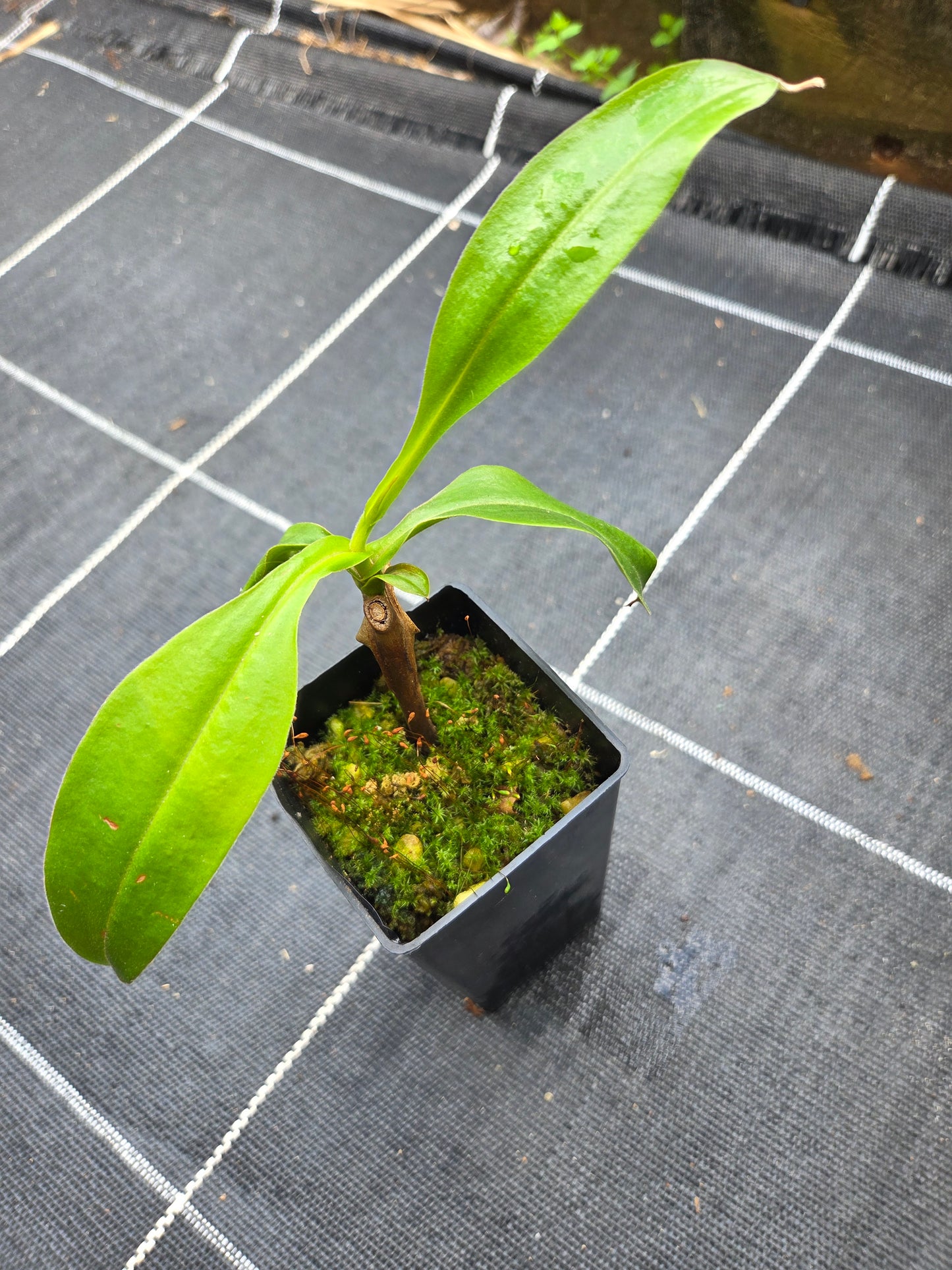 Nepenthes NOID - Female