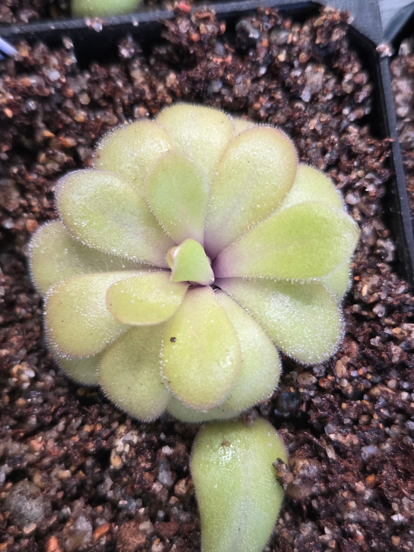 Pinguicula agnata x potosiensis (Small)