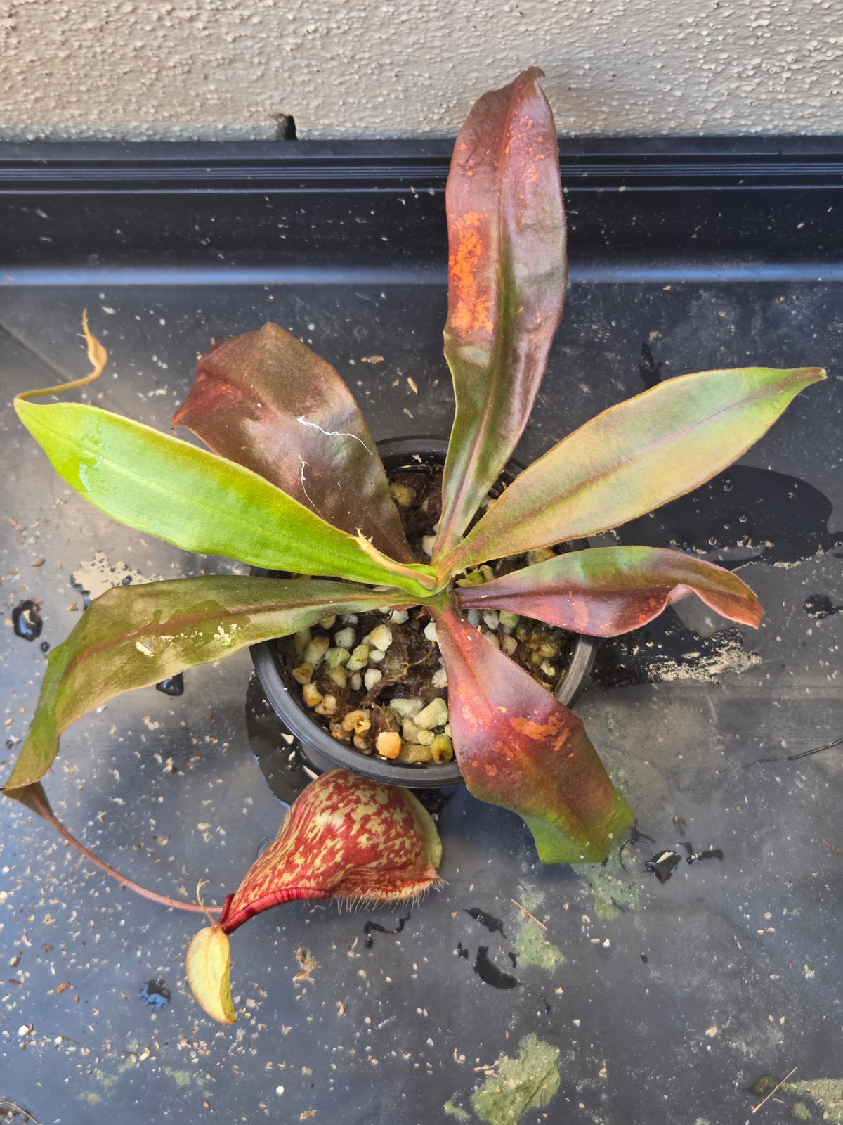 Nepenthes (viking x ampullaria) x 'Hookeriana'