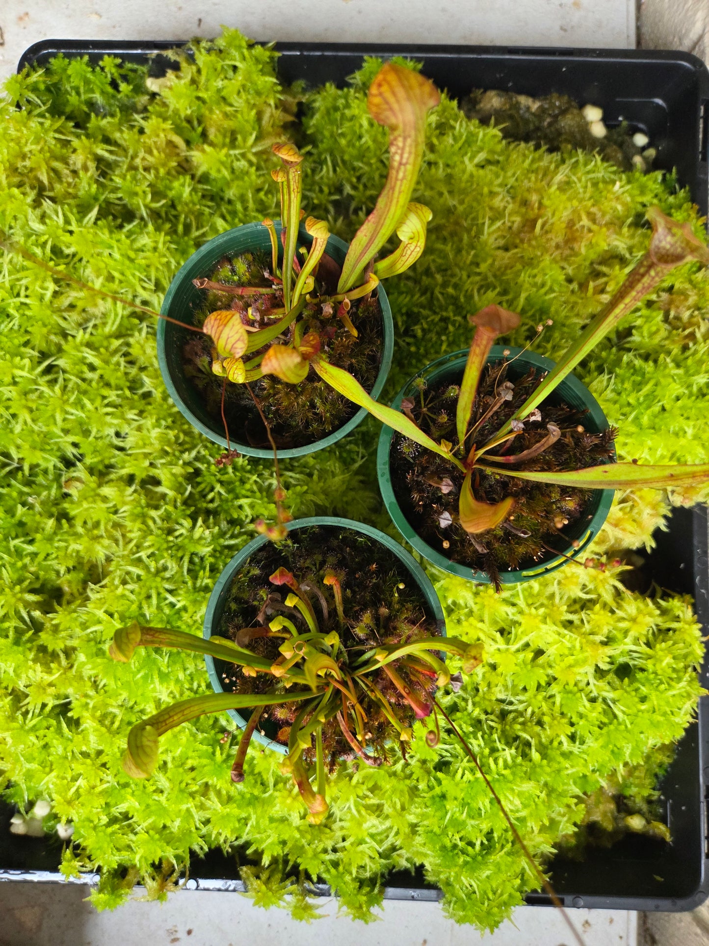 Sarracenia alata hybrid