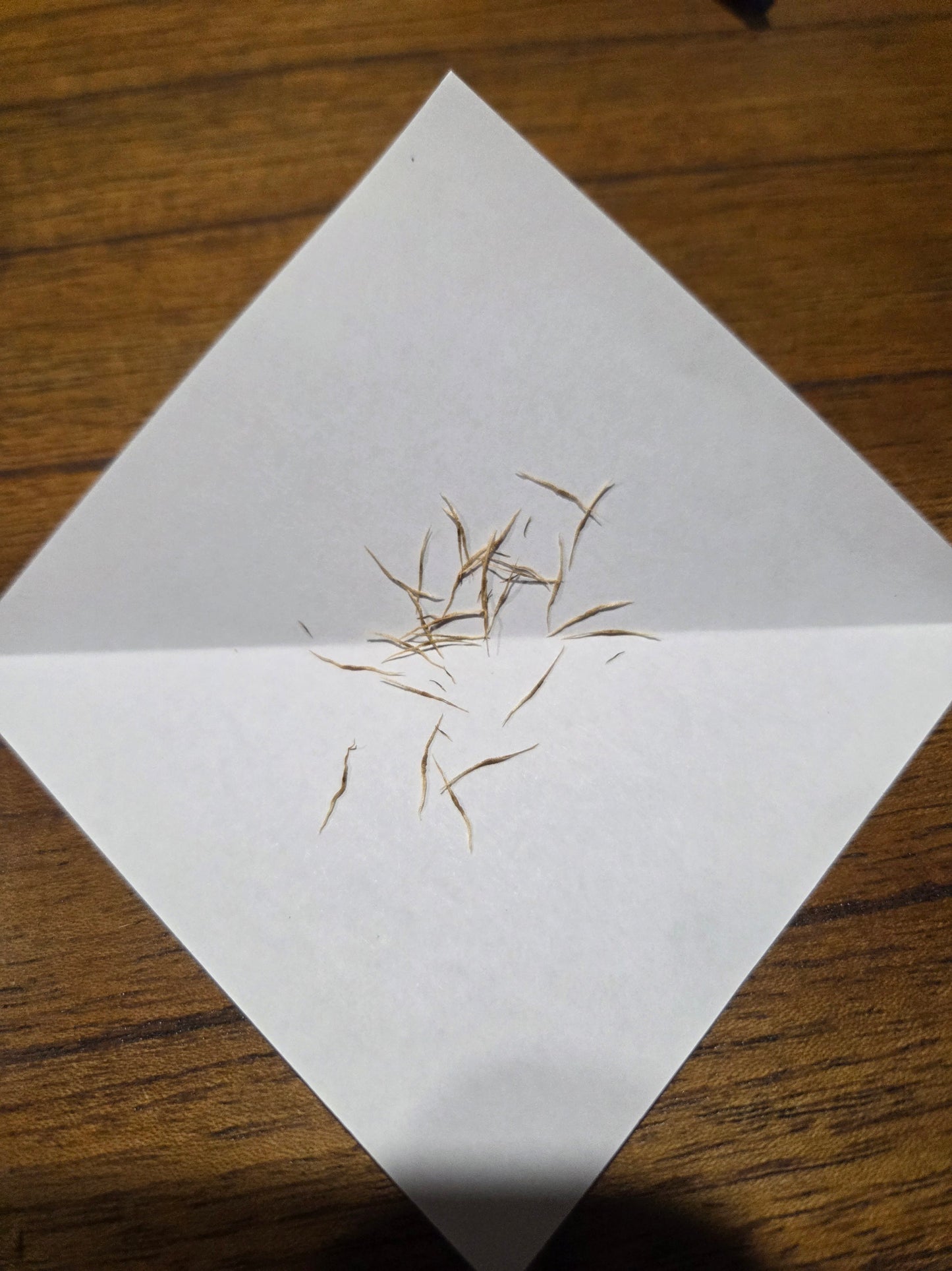 Nepenthes (bicalcarata x mira) x (truncata x veitchii)