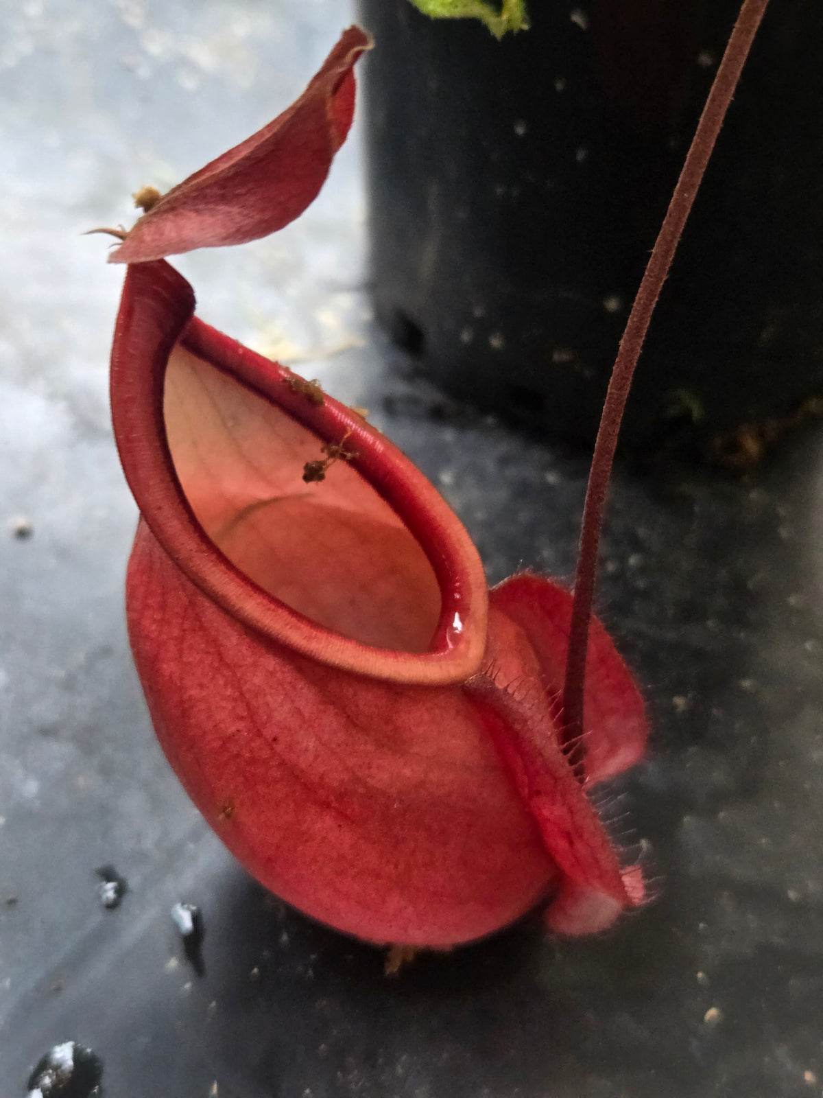 Nepenthes mirabilis var globosa "Viking"