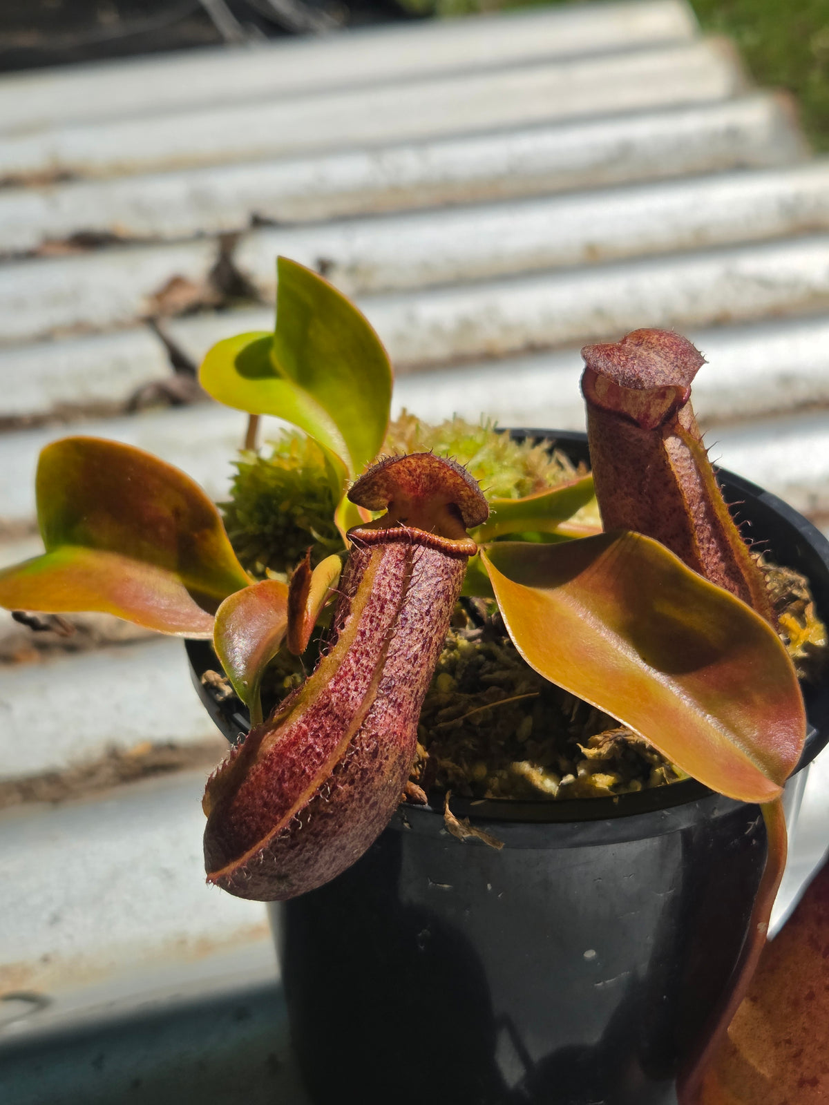 Nepenthes 'Queen Malani'