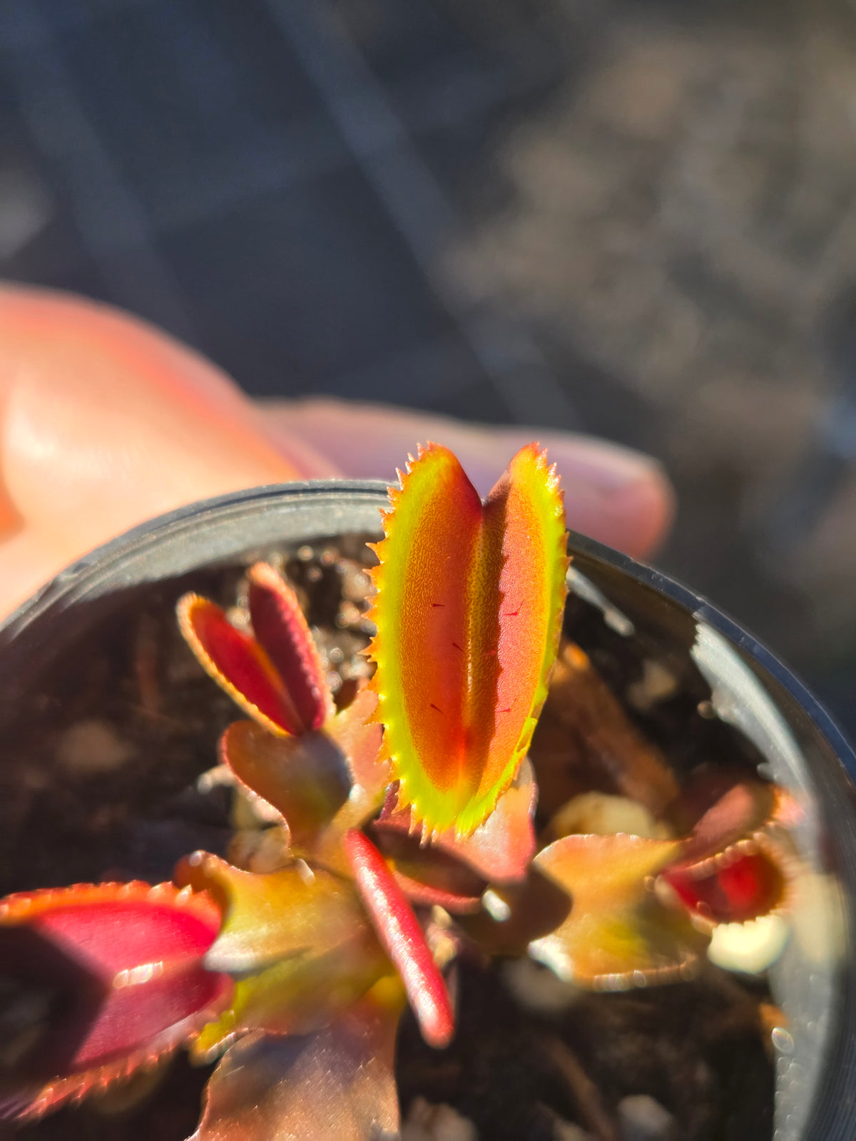 Dionaea muscipula "Sharks Teeth Red"