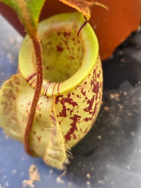 Nepenthes (viking x rafflesiana) x ampullaria (Medium)