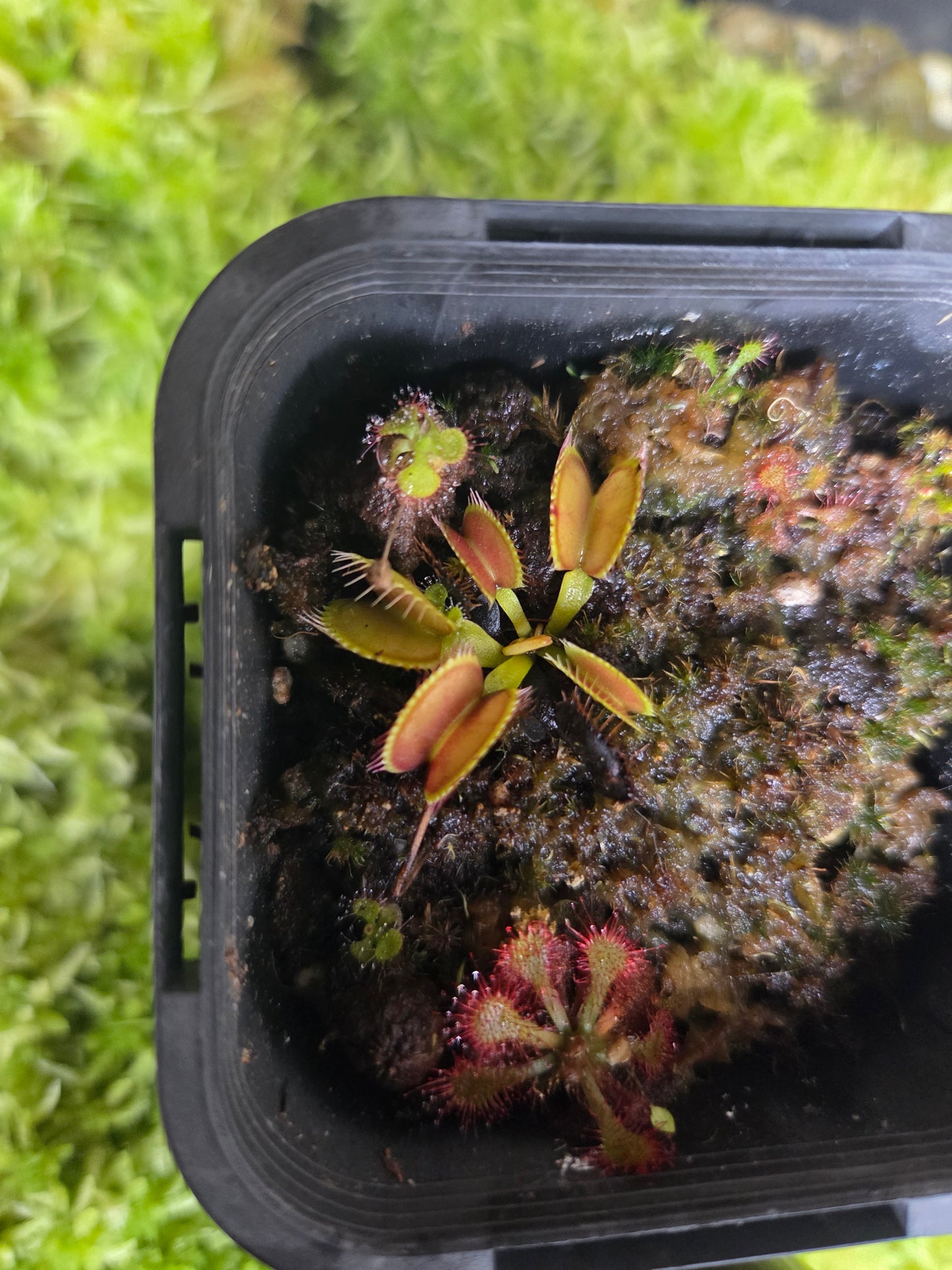 Dionaea muscipula NOID
