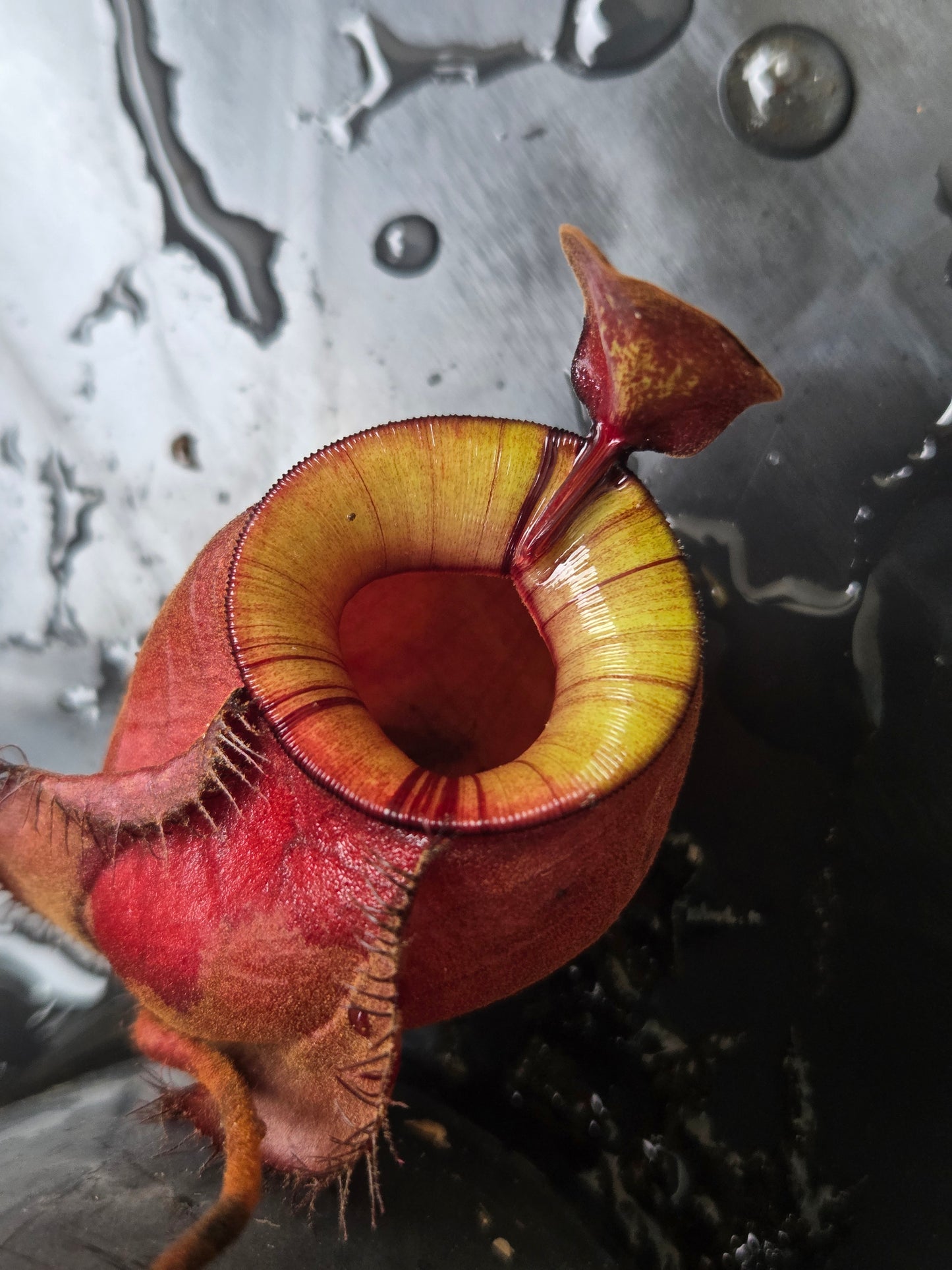 Nepenthes viking x ampullaria 'Black Miracle' - Medium