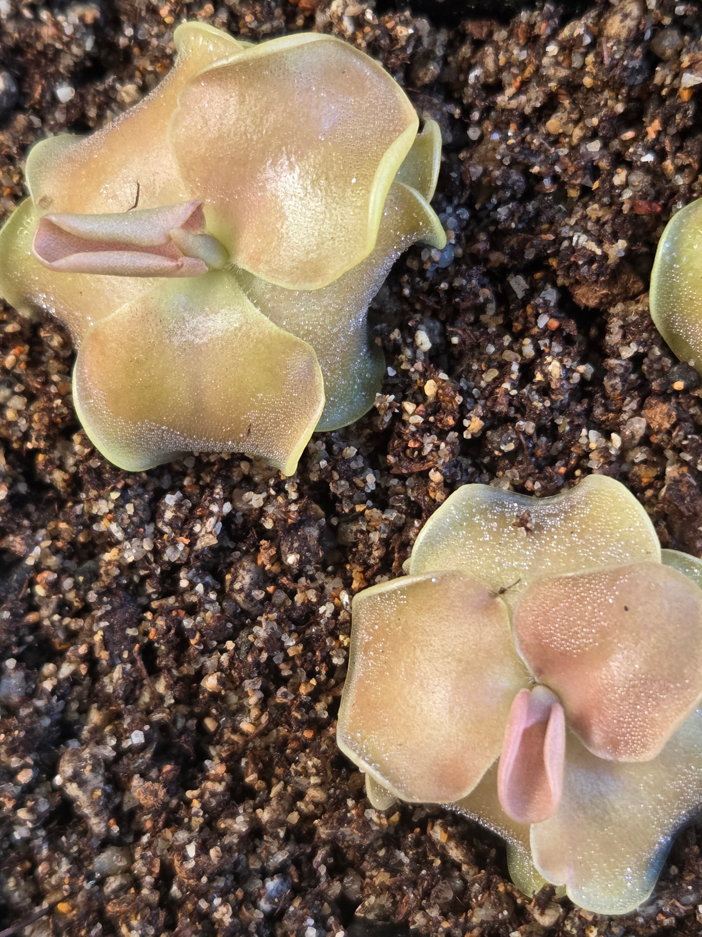 Pinguicula 'Weser' x jaumavensis (Small)