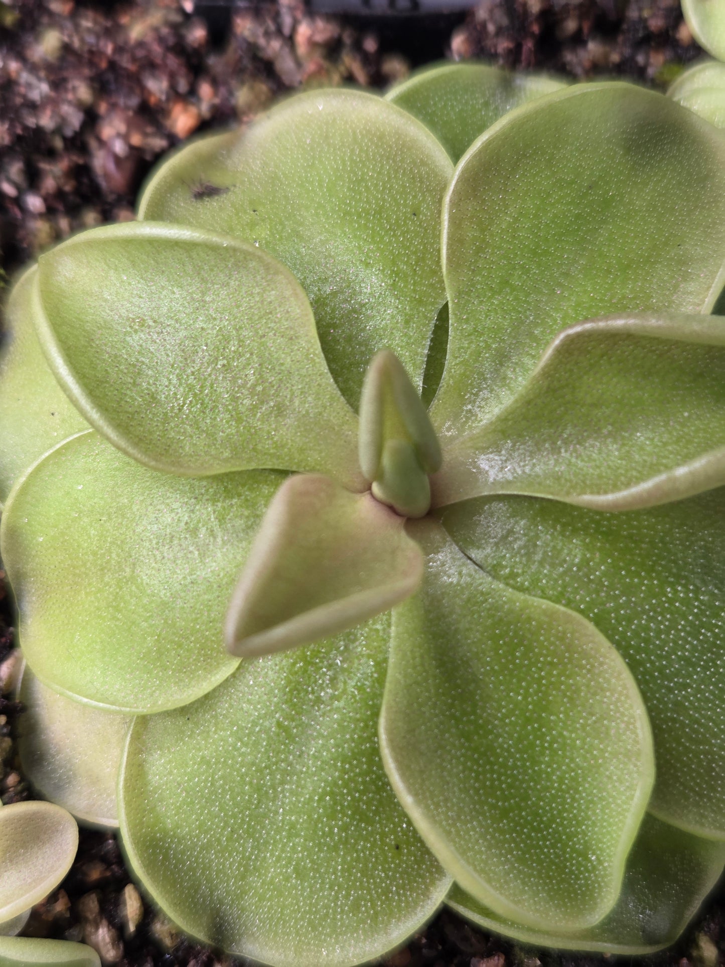Pinguicula emarginata x 'Weser' (Small)