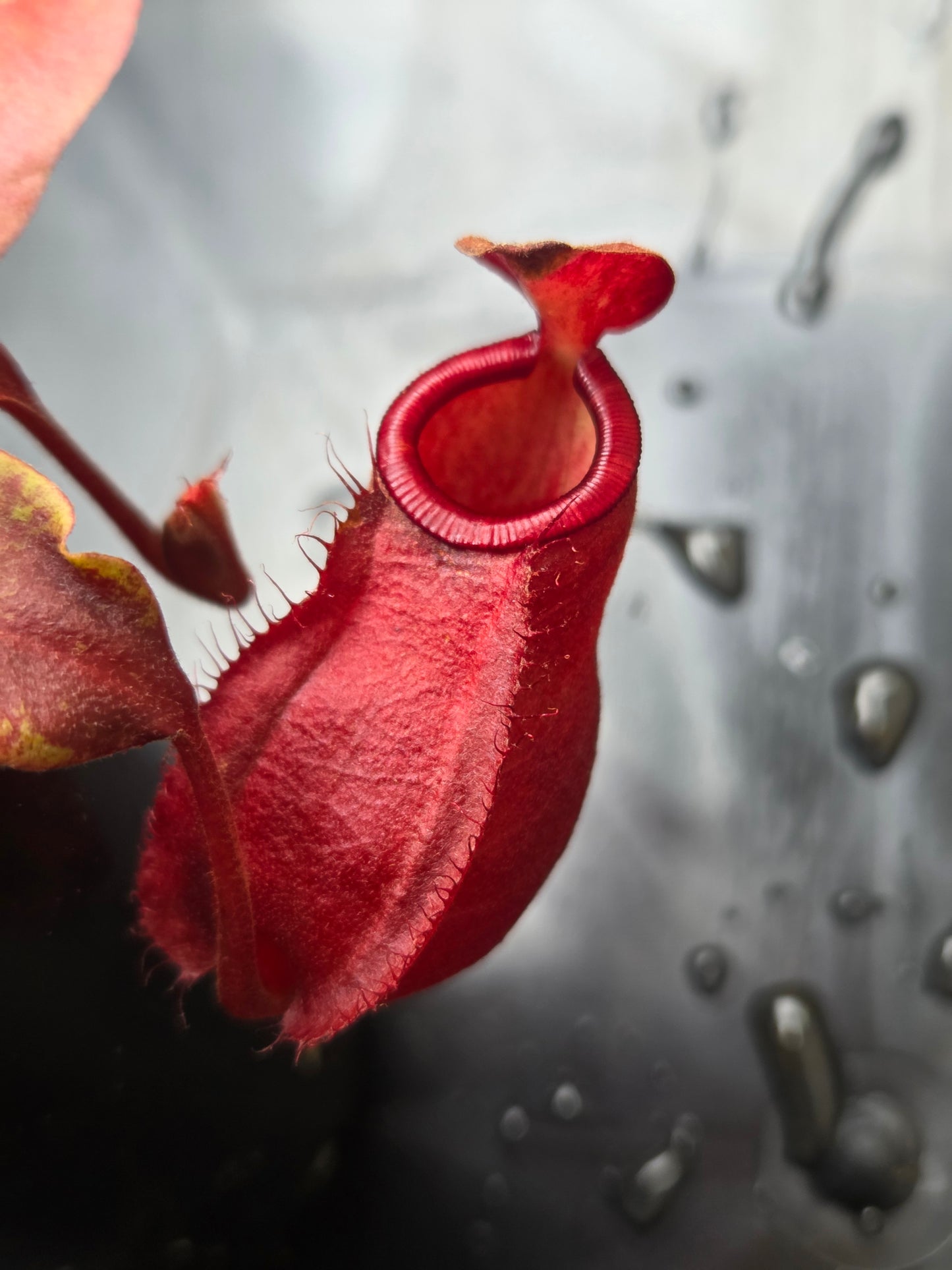 Nepenthes viking x ampullaria 'Black Miracle' - Extra Small